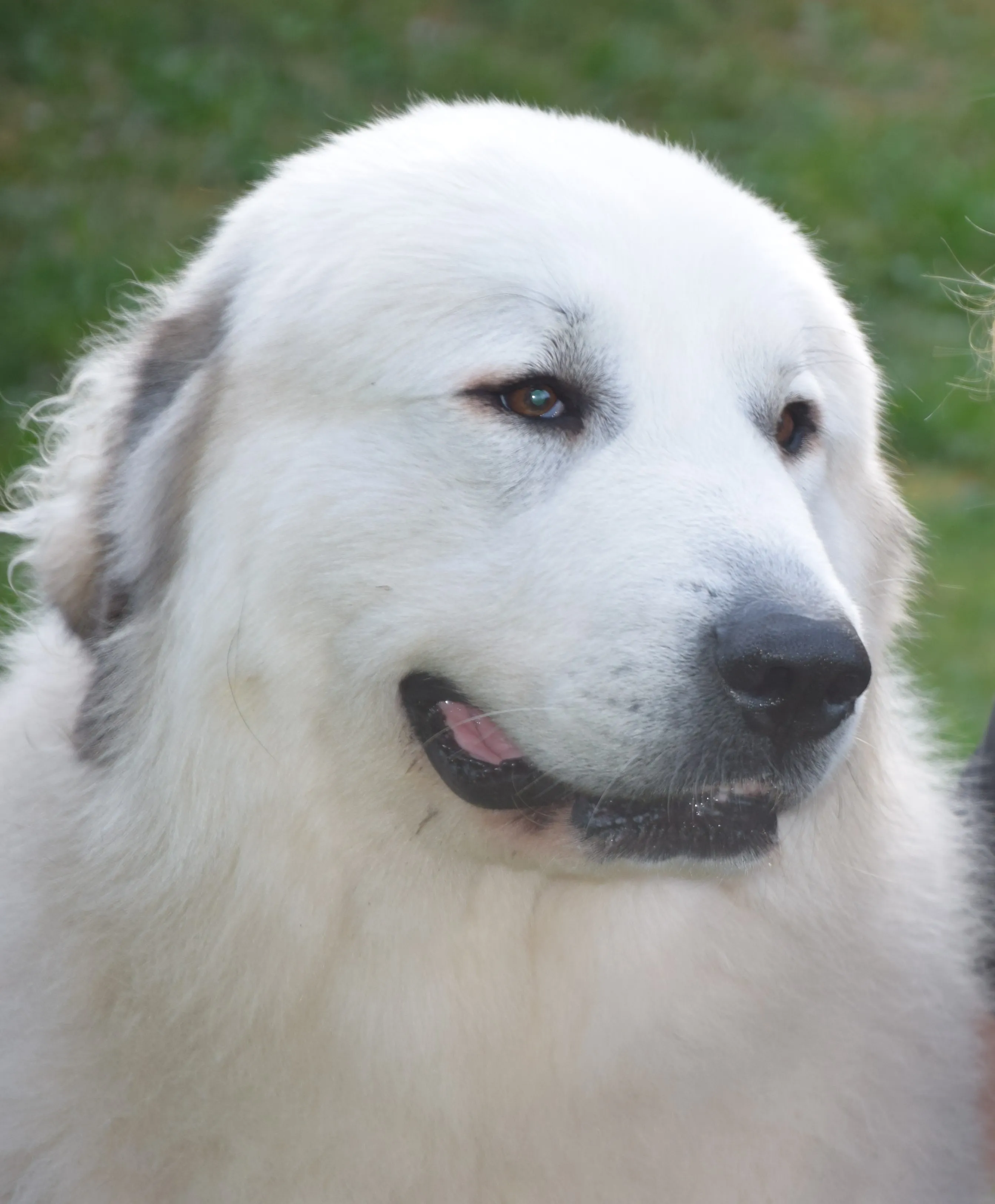 Close-up portrait of Peppy, the litter's Pyrenean Mountain Dogs dam