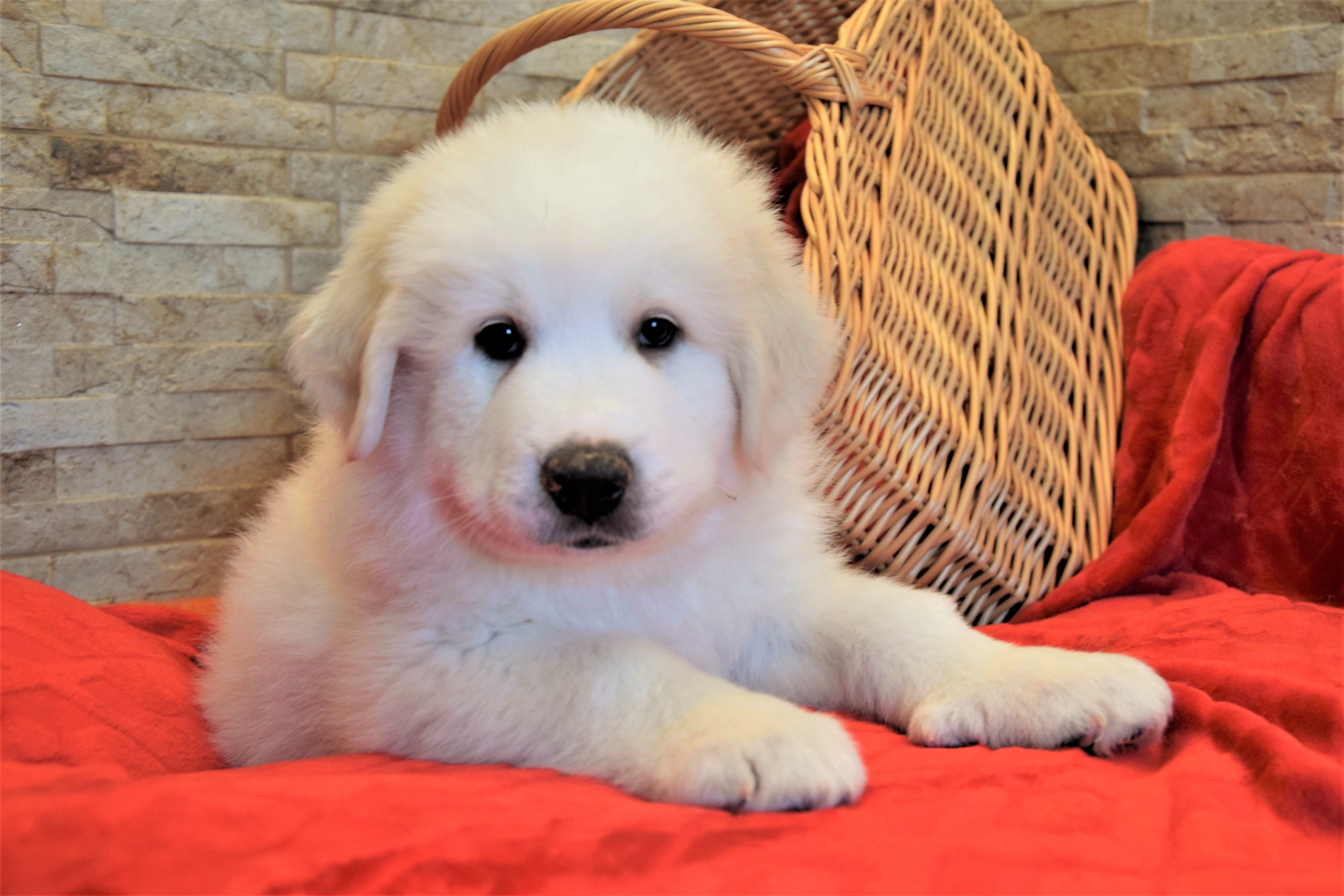 Boy-Blue — Pyrenean Mountain Dogs, Litter R, Reserved