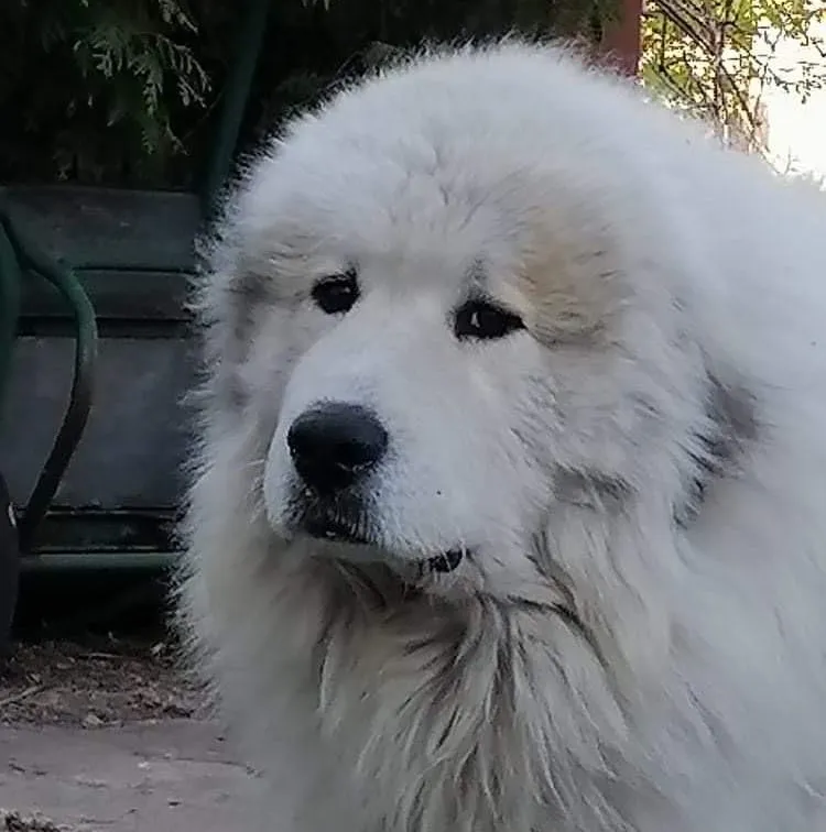 Close-up portrait of Healing Snowflake Pyristamo, the litter's Pyrenean Mountain Dogs sire