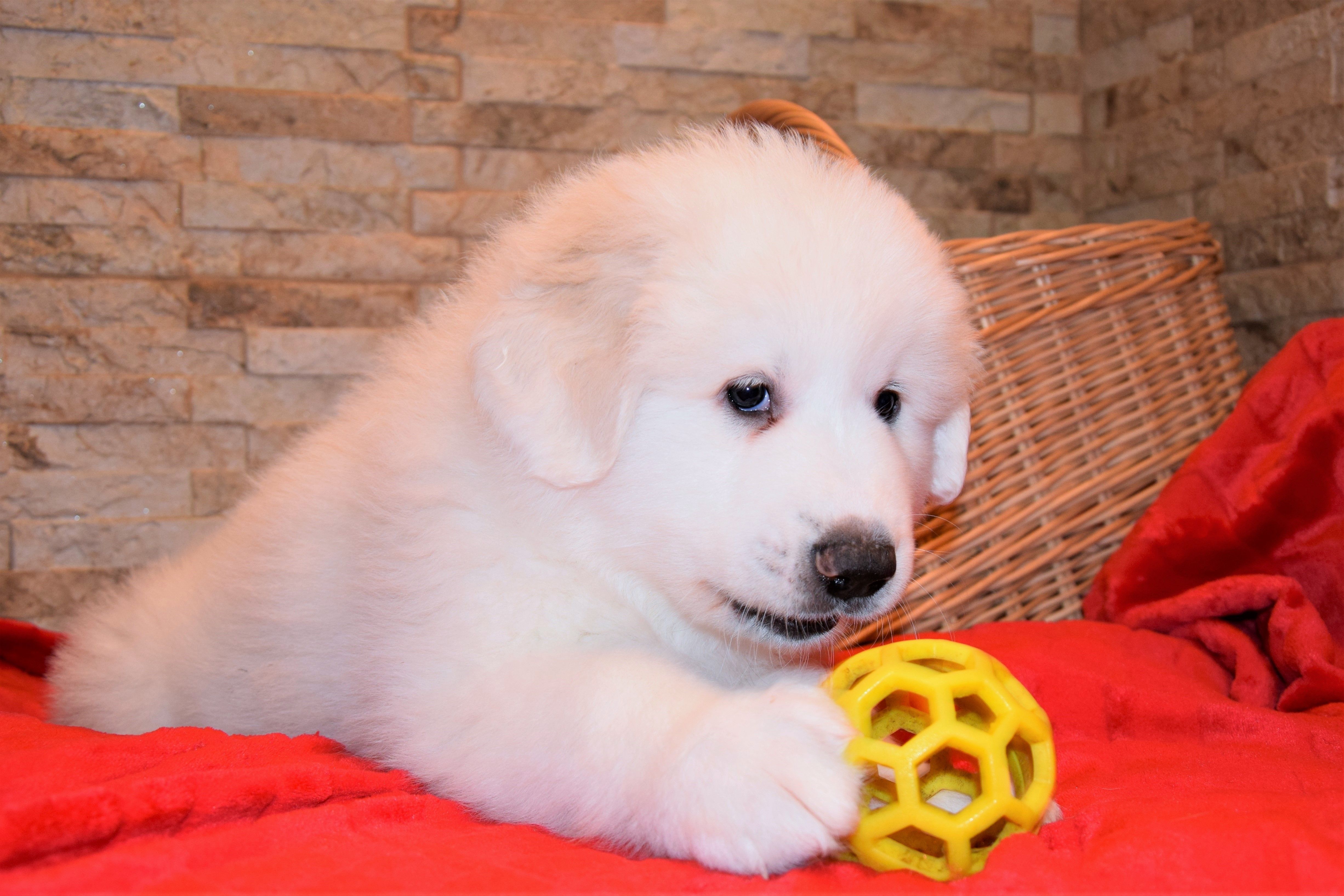 Boy-Red — Pyrenean Mountain Dogs, Litter R, Reserved