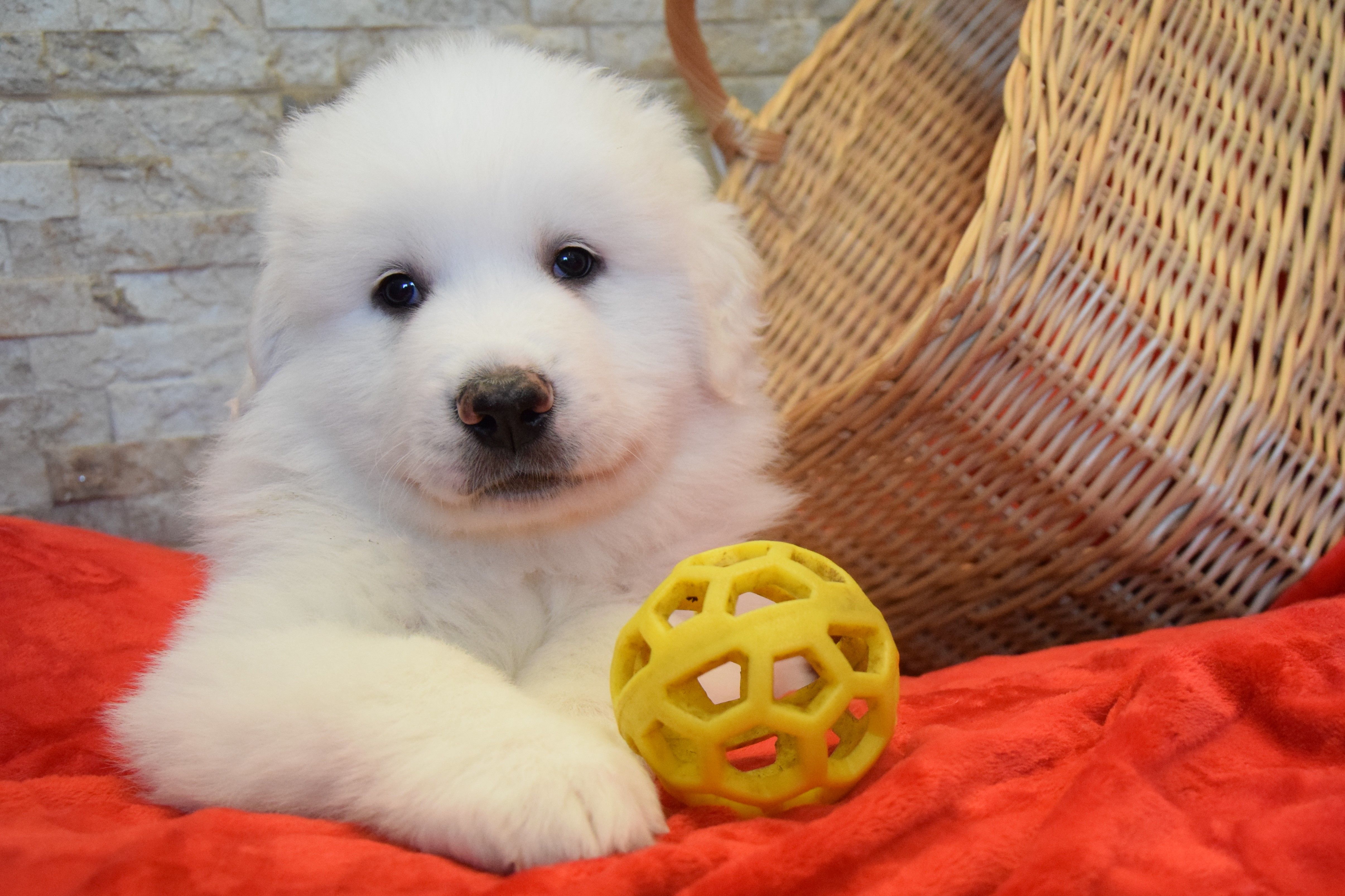 Boy-Green — Pyrenean Mountain Dogs, Litter R, Reserved