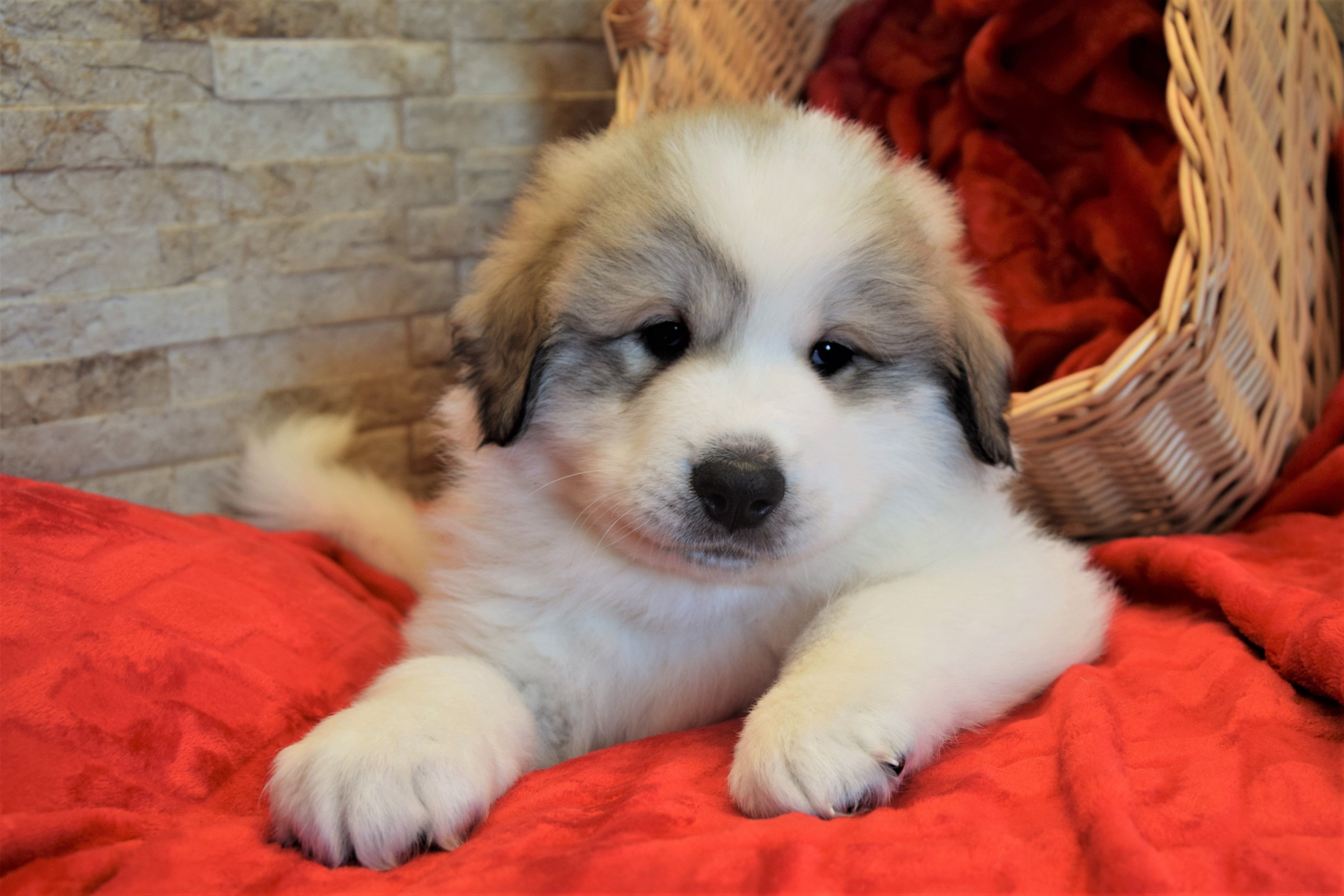 Boy-Brown — Pyrenean Mountain Dogs, Litter R, Reserved