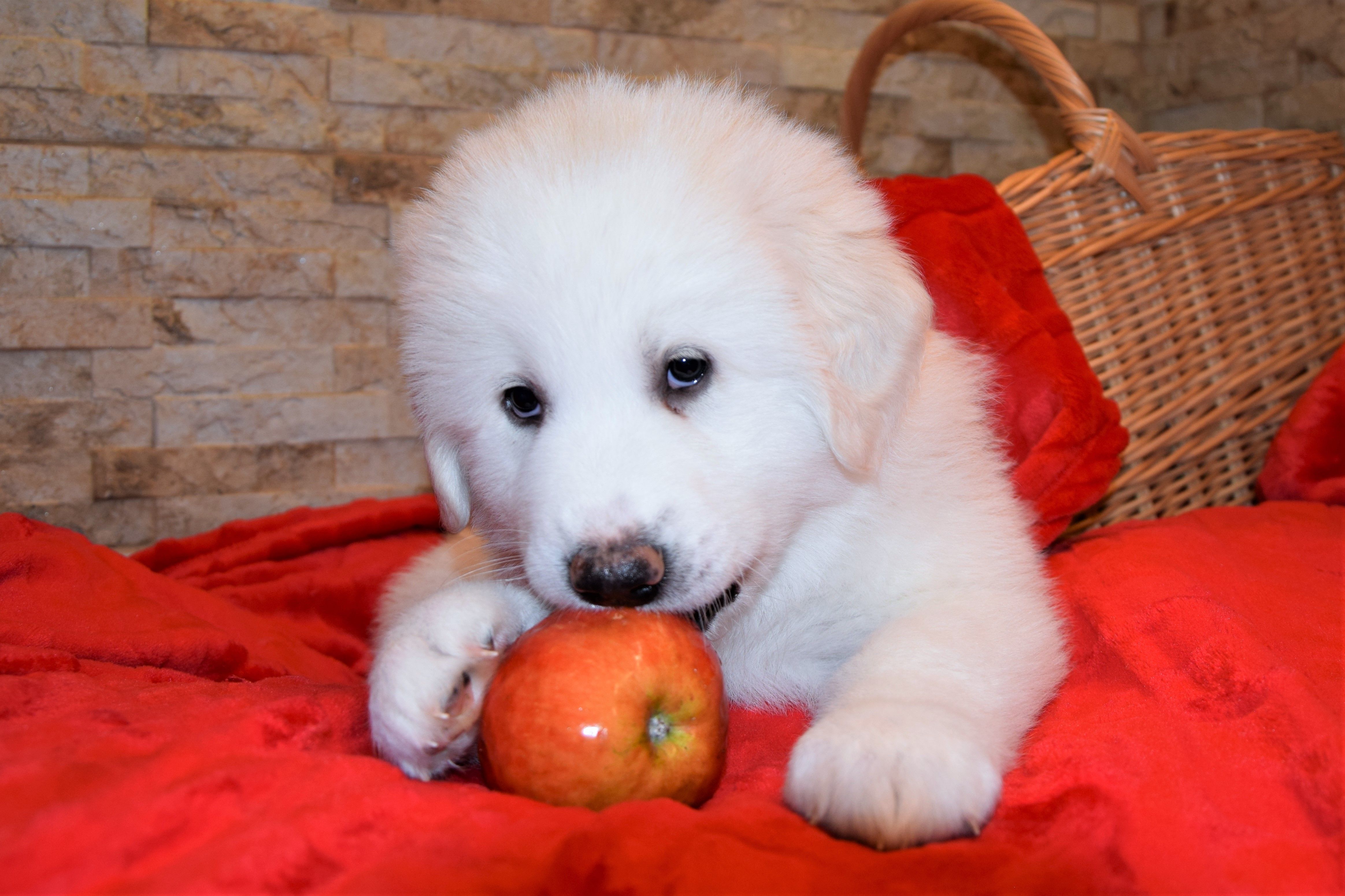 Girl-Sky — Pyrenean Mountain Dogs, Litter R, Reserved