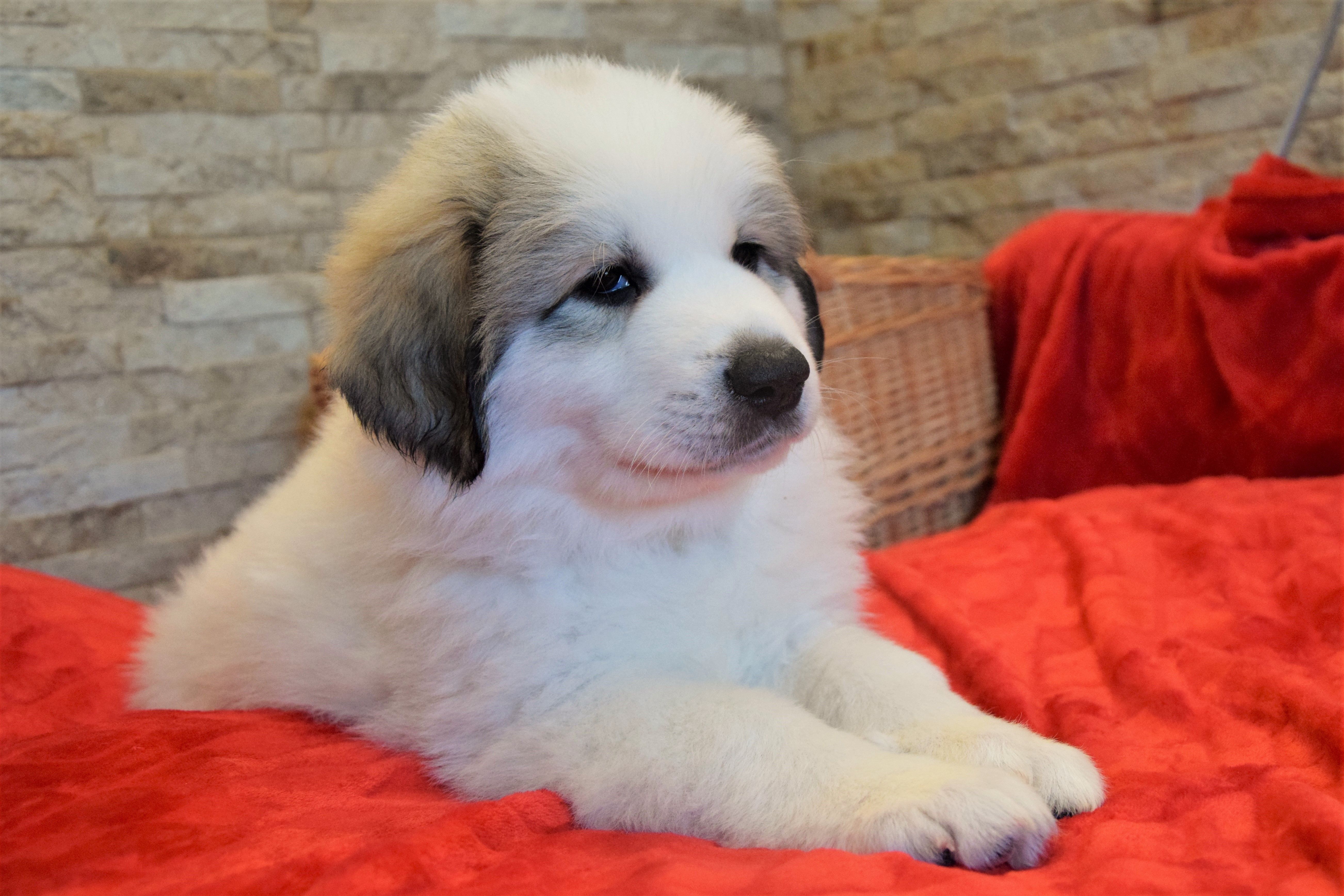 Girl-Yellow — Pyrenean Mountain Dogs, Litter R, Reserved