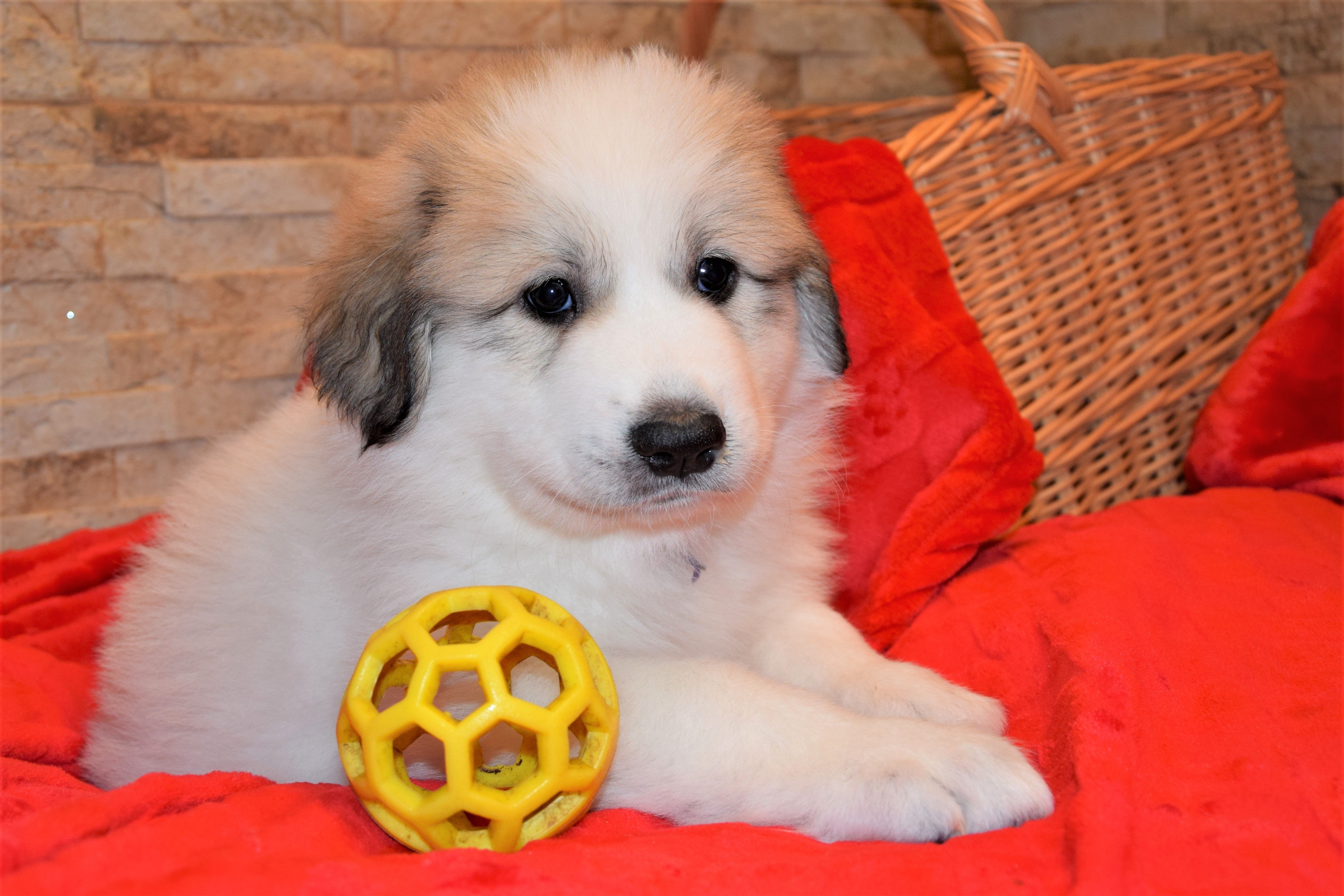 Girl-Violet — Pyrenean Mountain Dogs, Litter R, Reserved