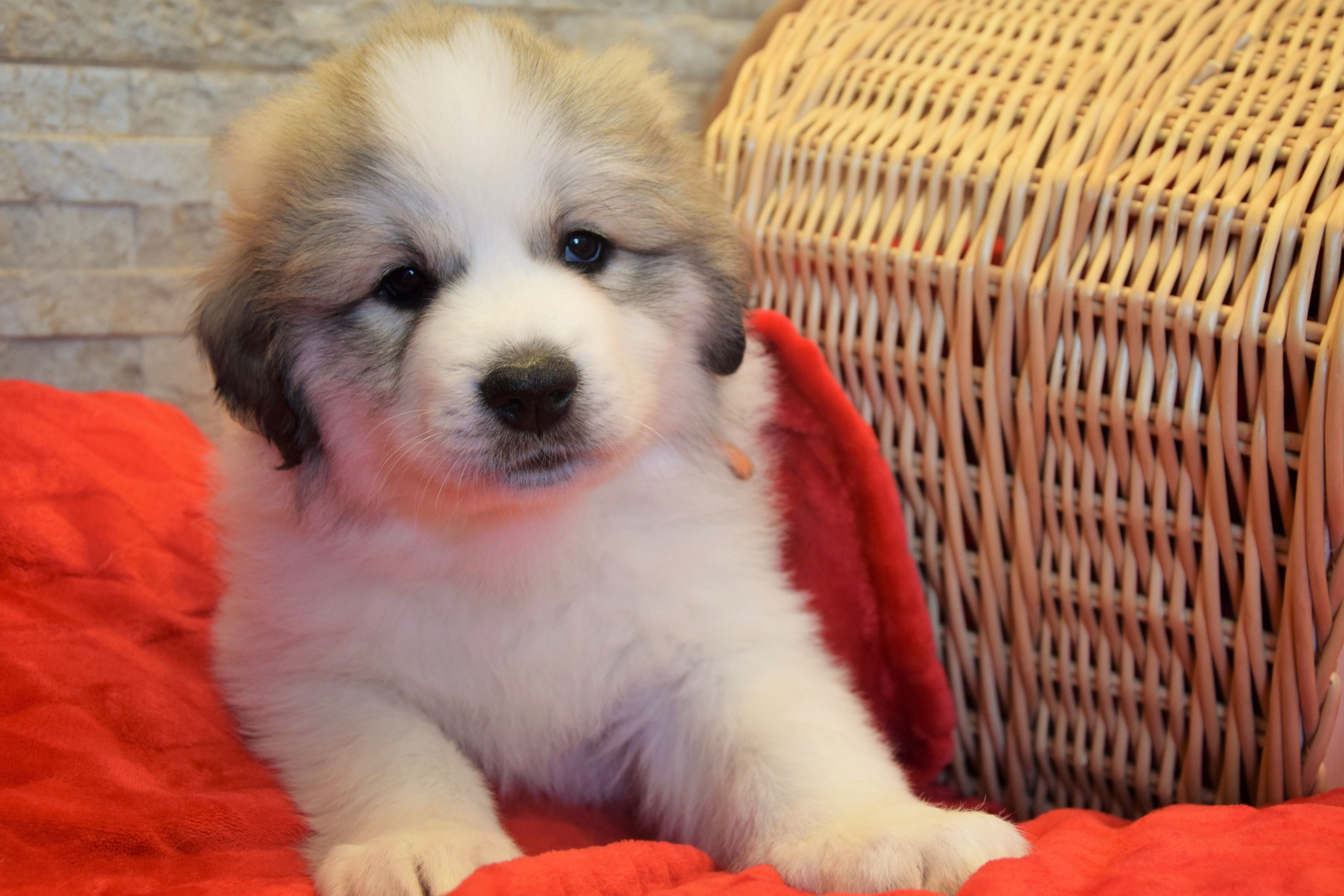 Girl-Orange — Pyrenean Mountain Dogs, Litter R, Reserved