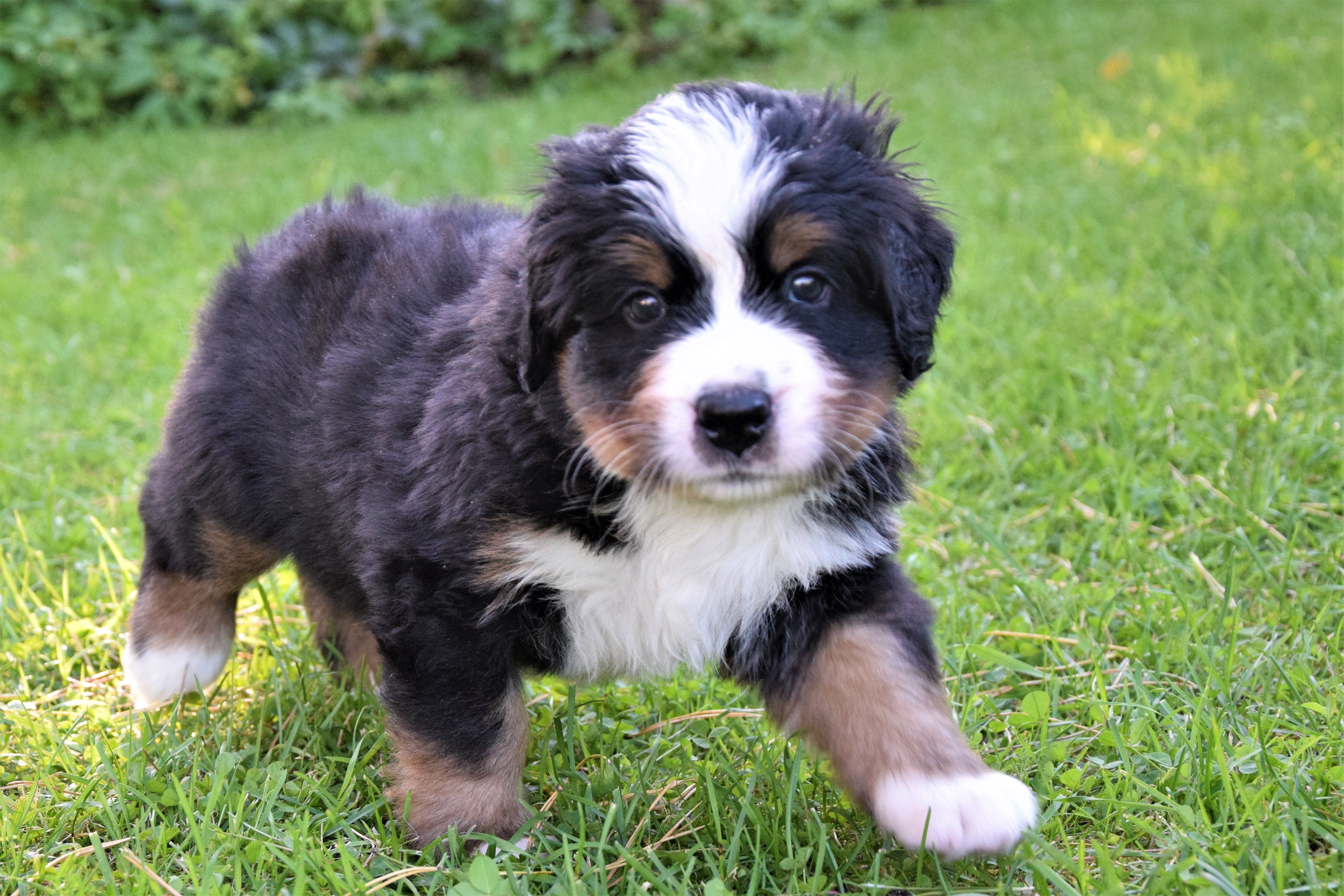 Boy-Blue (Taro) / Taro — Bernese Mountain Dogs, Litter T, Reserved