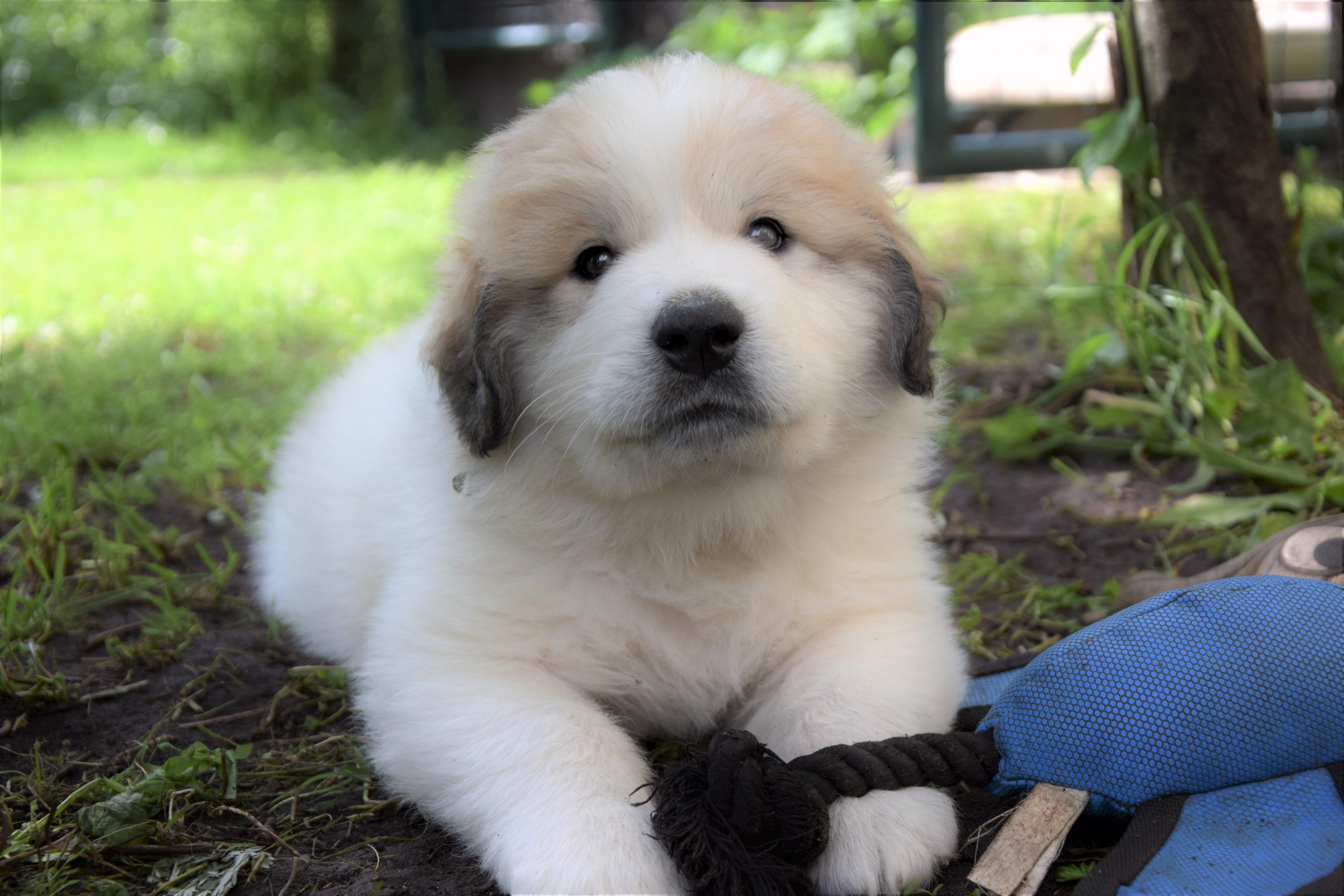 Boy-UFO — Pyrenean Mountain Dogs, Litter U, Found New Home