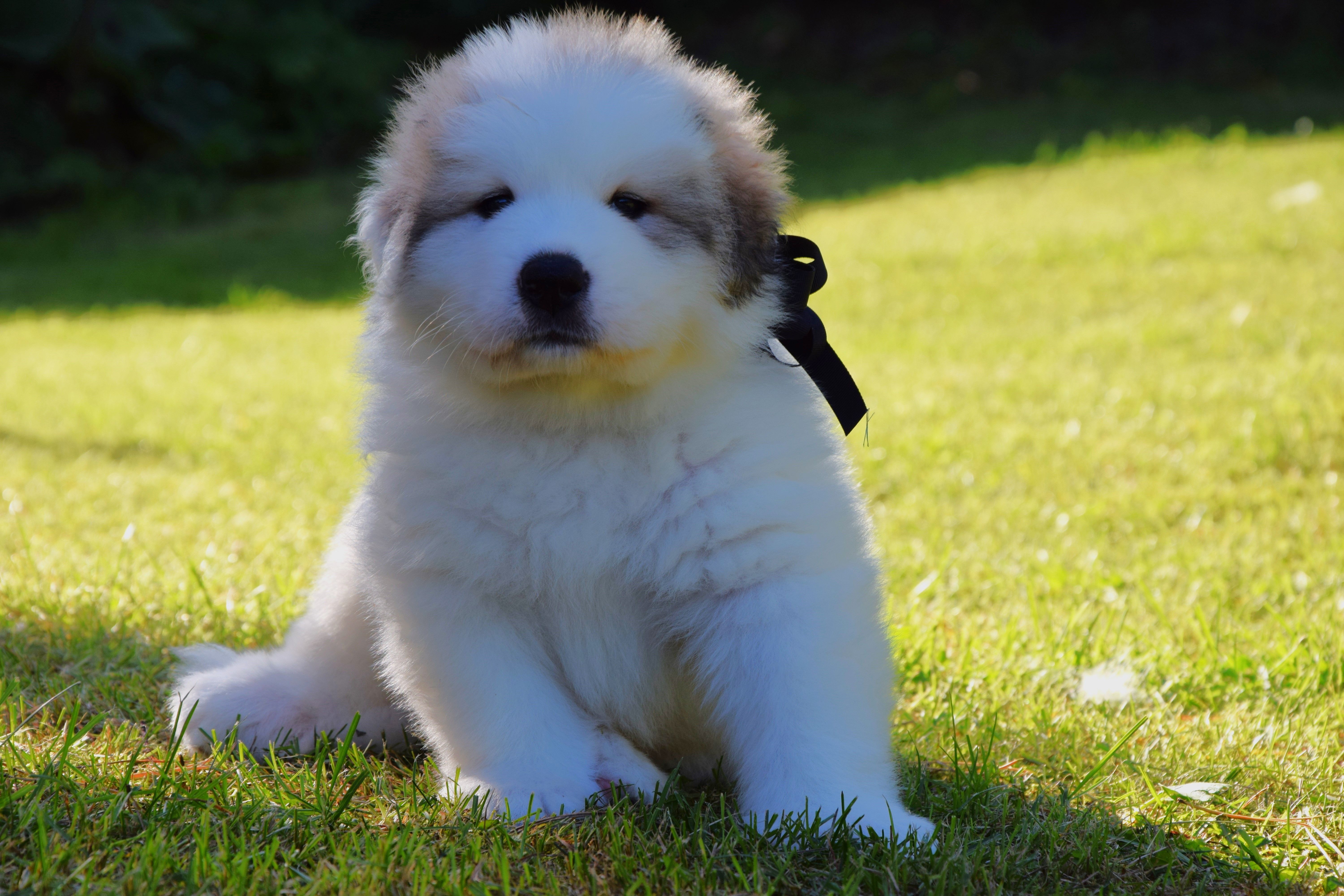 Boy-Black — Pyrenean Mountain Dogs, Litter V