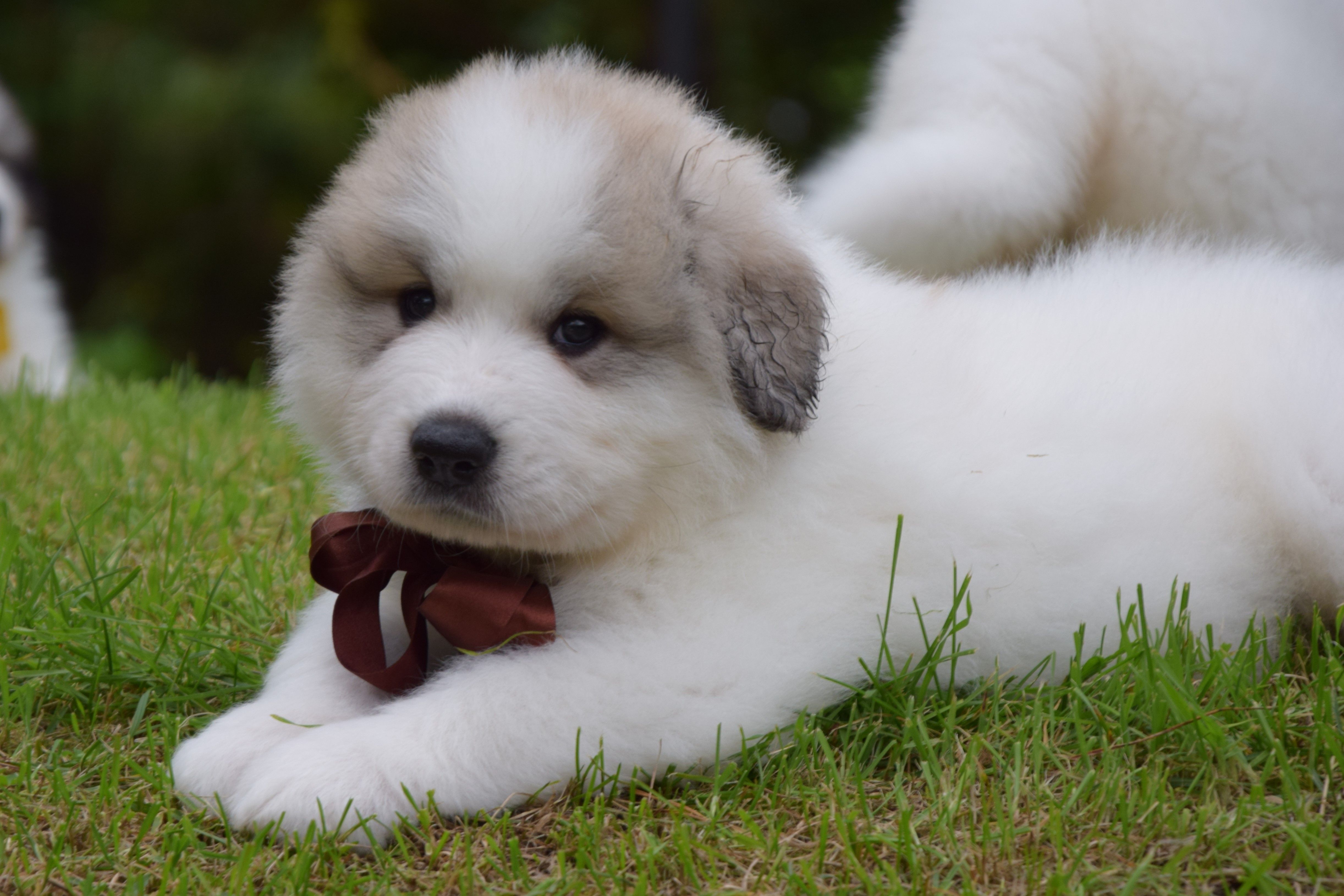Boy-Brown — Pyrenean Mountain Dogs, Litter V