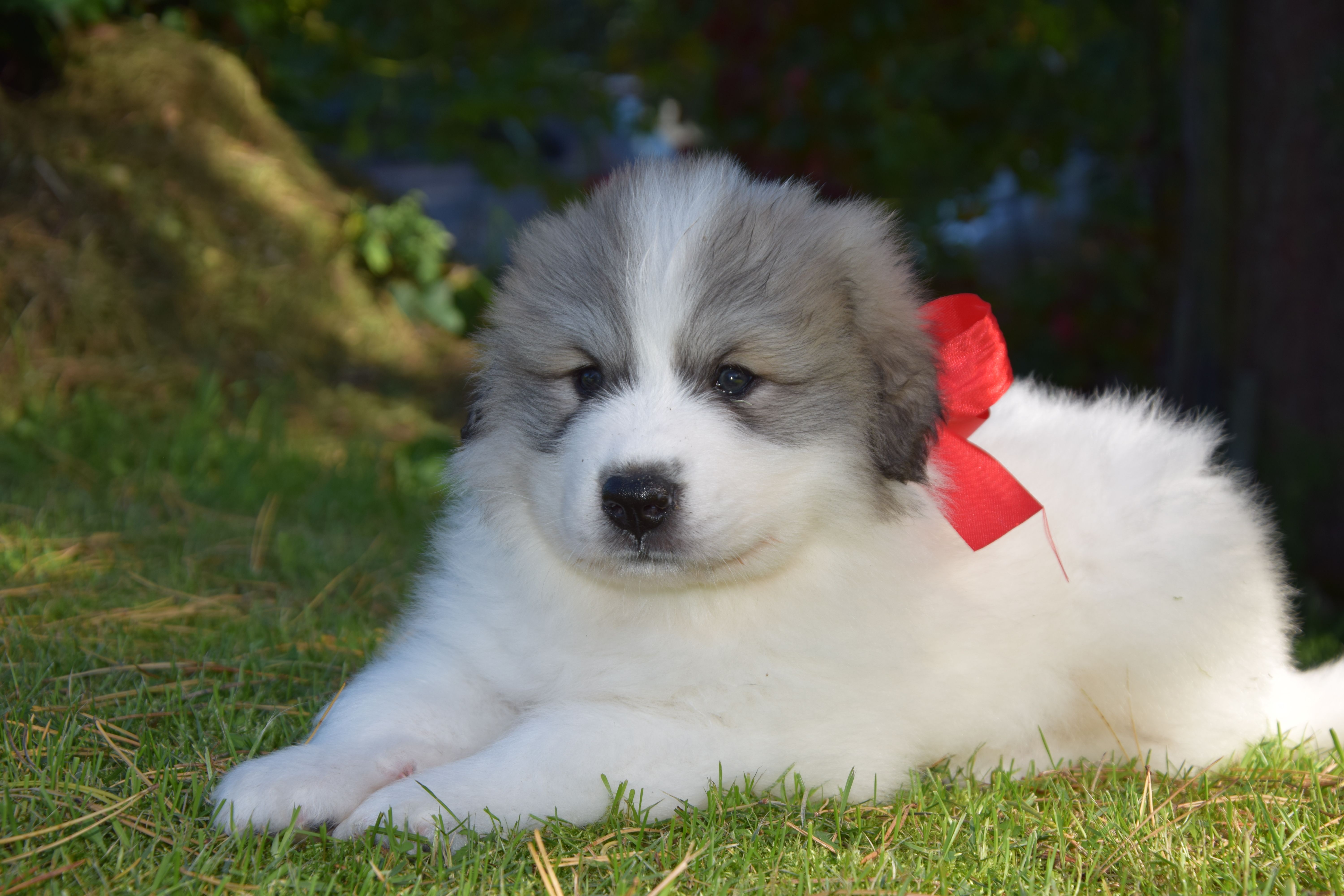 Boy-Red — Pyrenean Mountain Dogs, Litter V