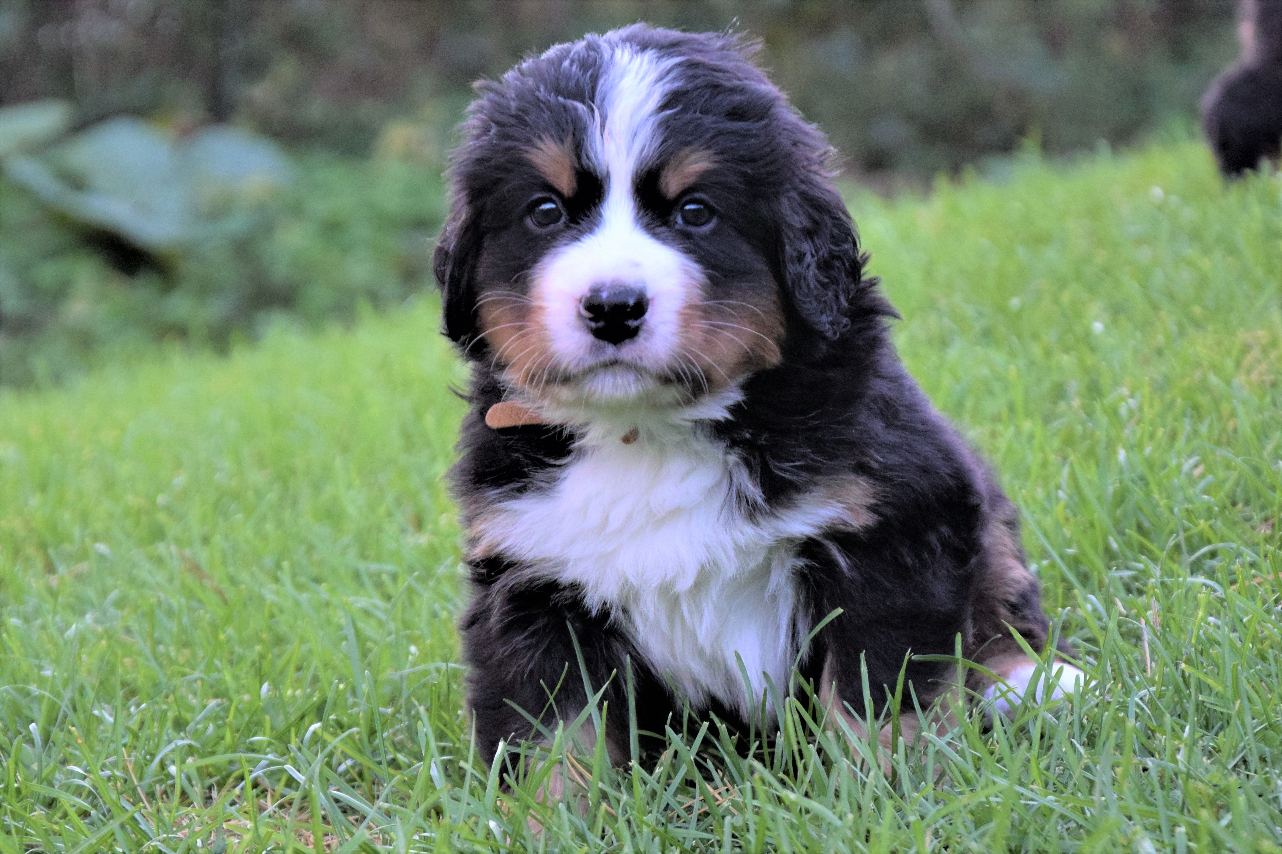 Boy-Brown / Torin — Bernese Mountain Dogs, Litter T, Reserved