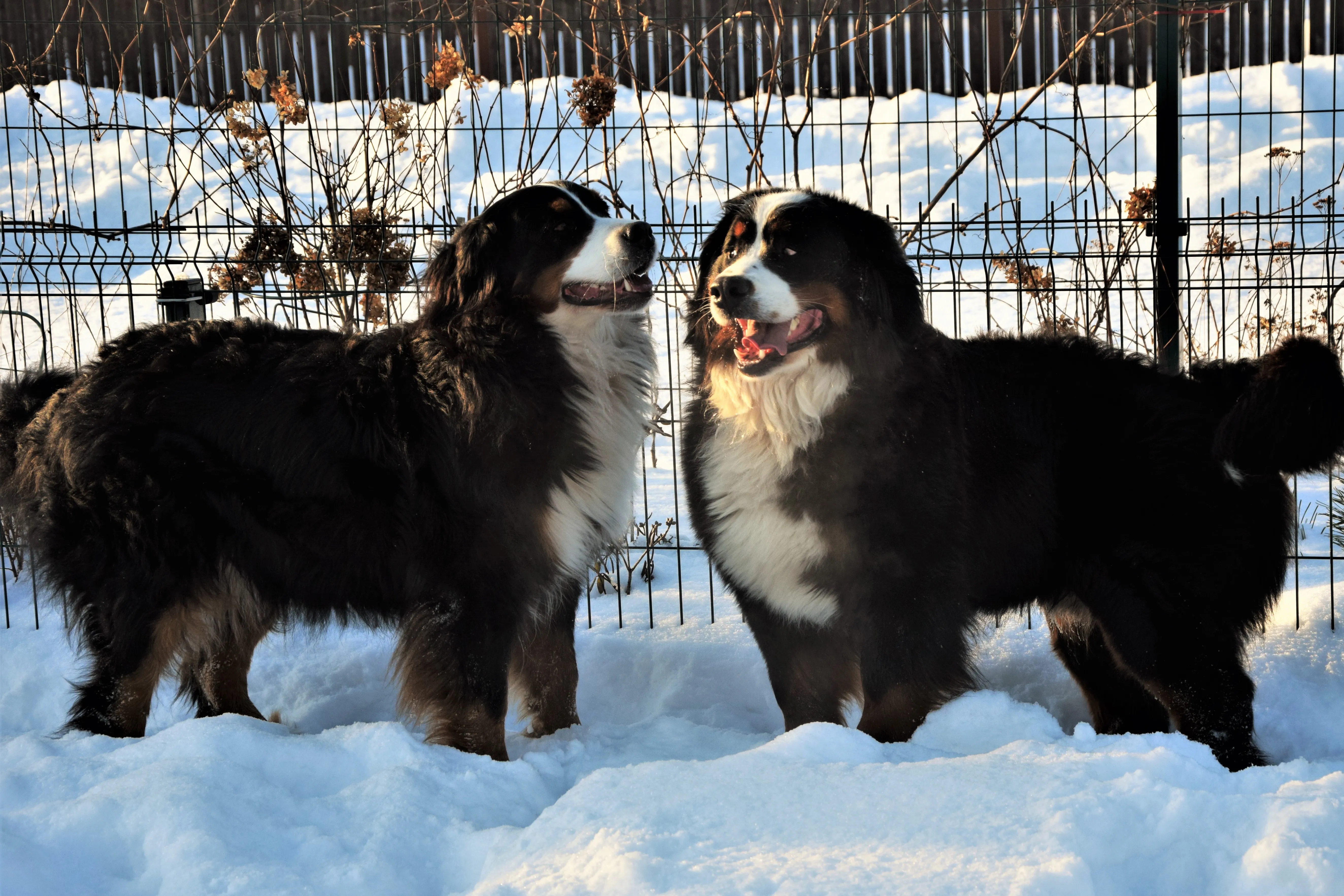 Bernese Mountain Dogs, Litter S, puppies