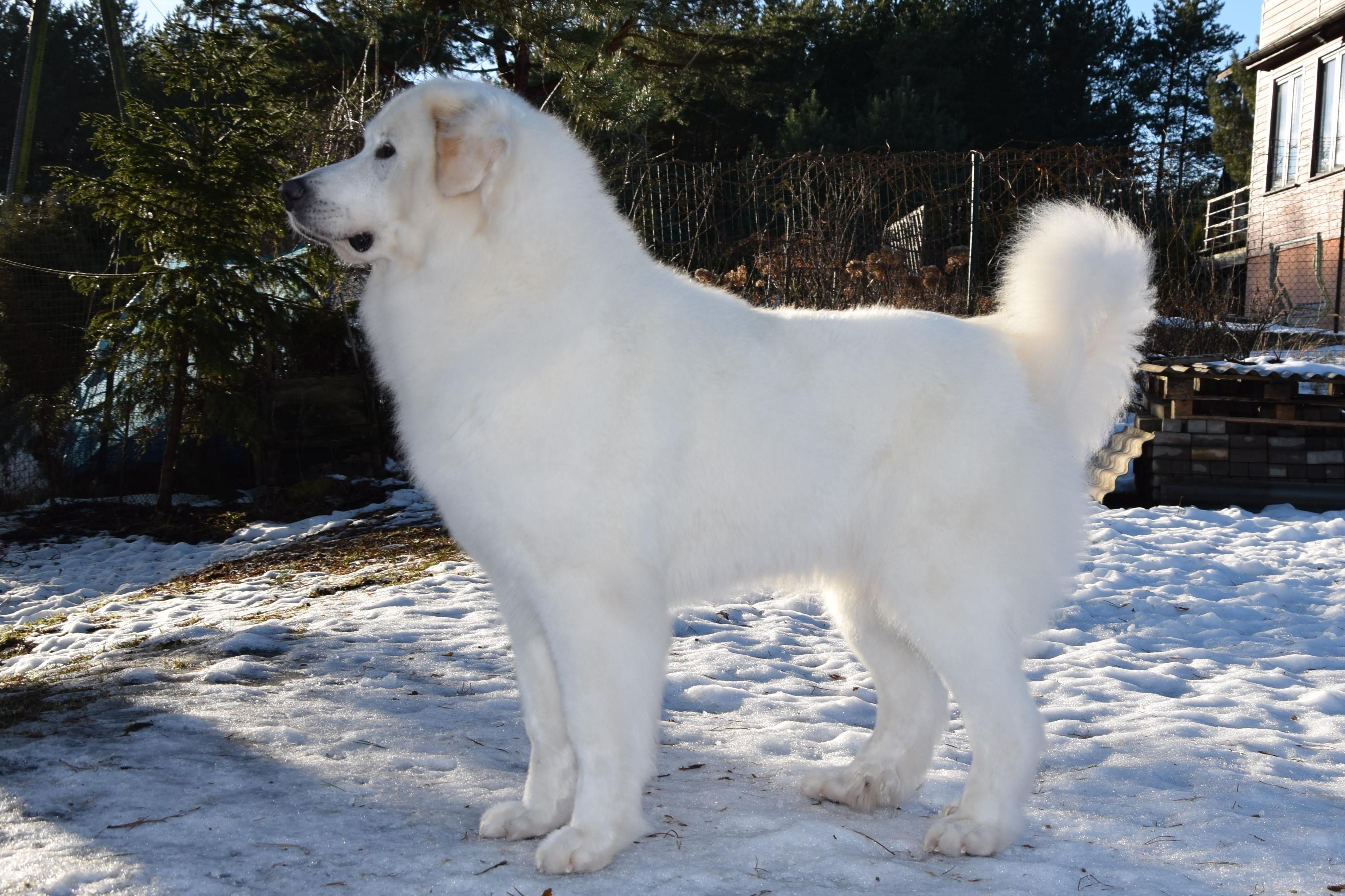 Pyrenean Mountain Dogs, Litter U, puppies
