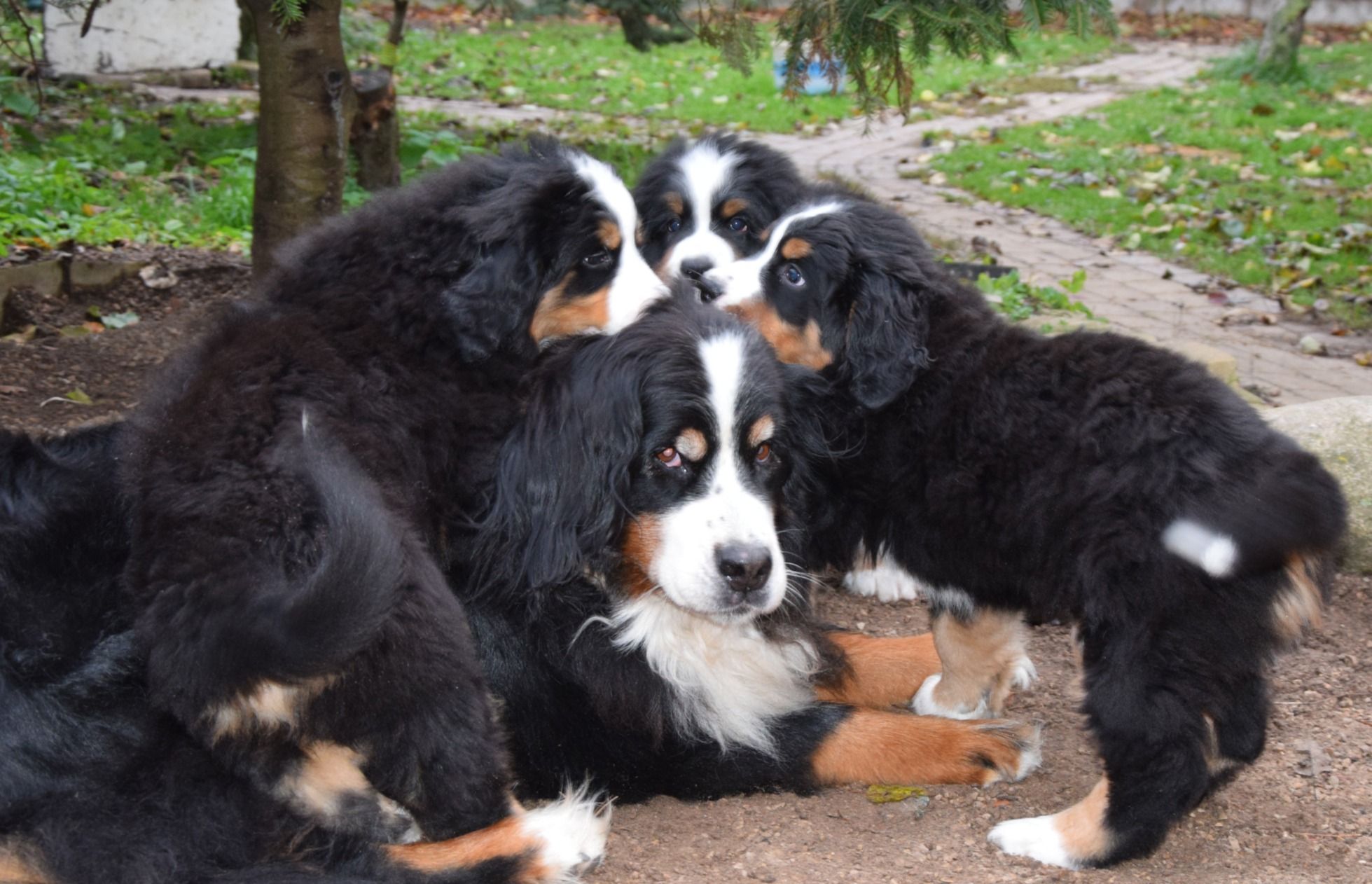 Bernese Mountain Dogs, Litter T, puppies