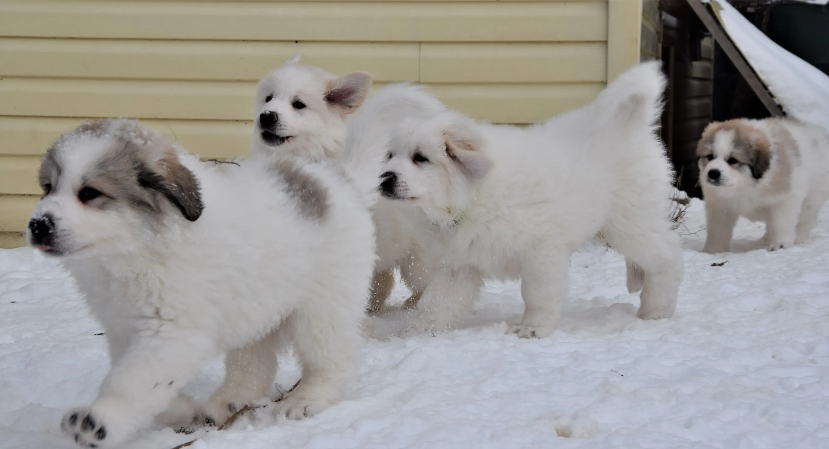 Pyrenean Mountain Dogs, Litter R, puppies