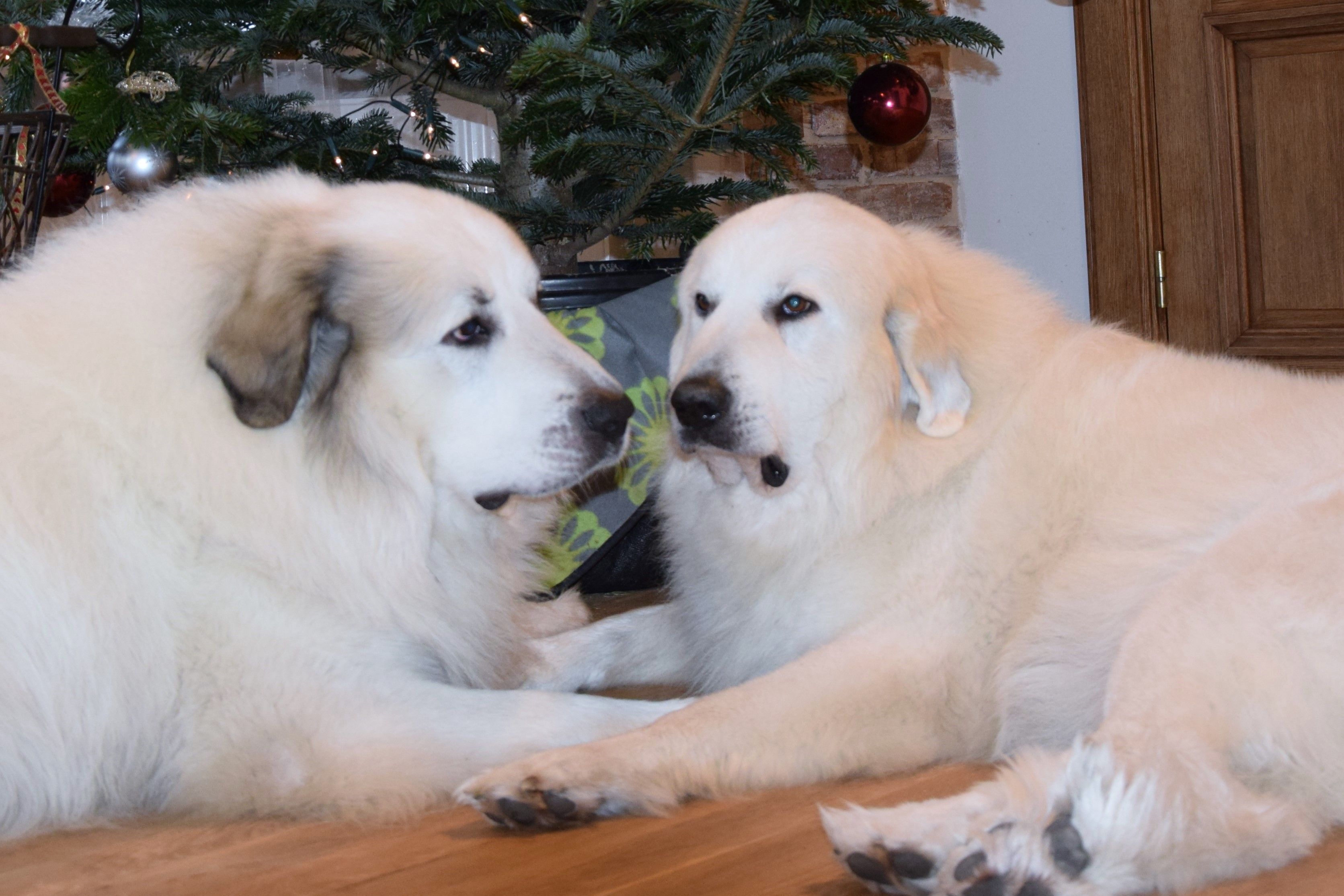 Pyrenean Mountain Dogs, Litter P, puppies