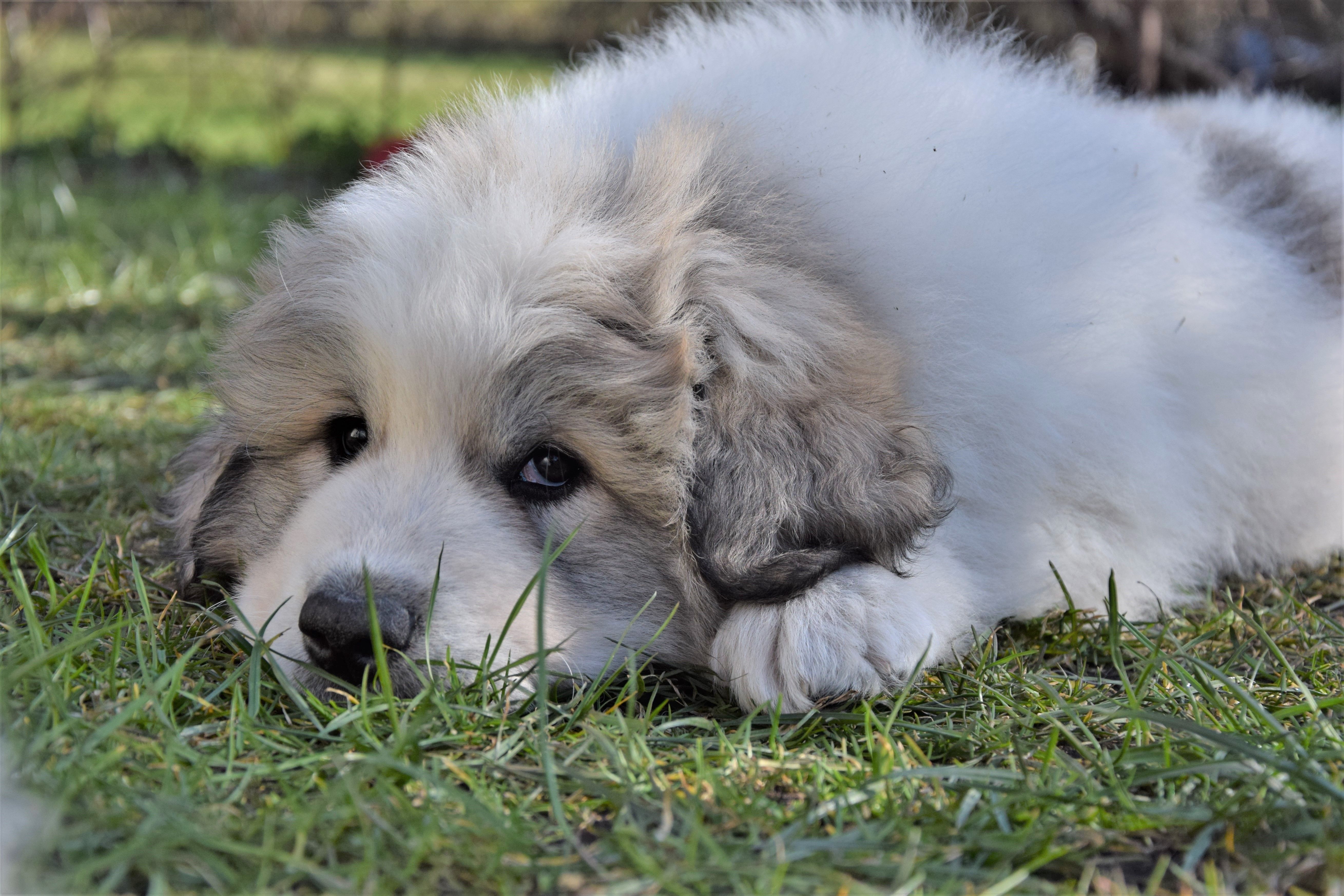 Pyrenean Mountain Dogs, Litter P, puppies