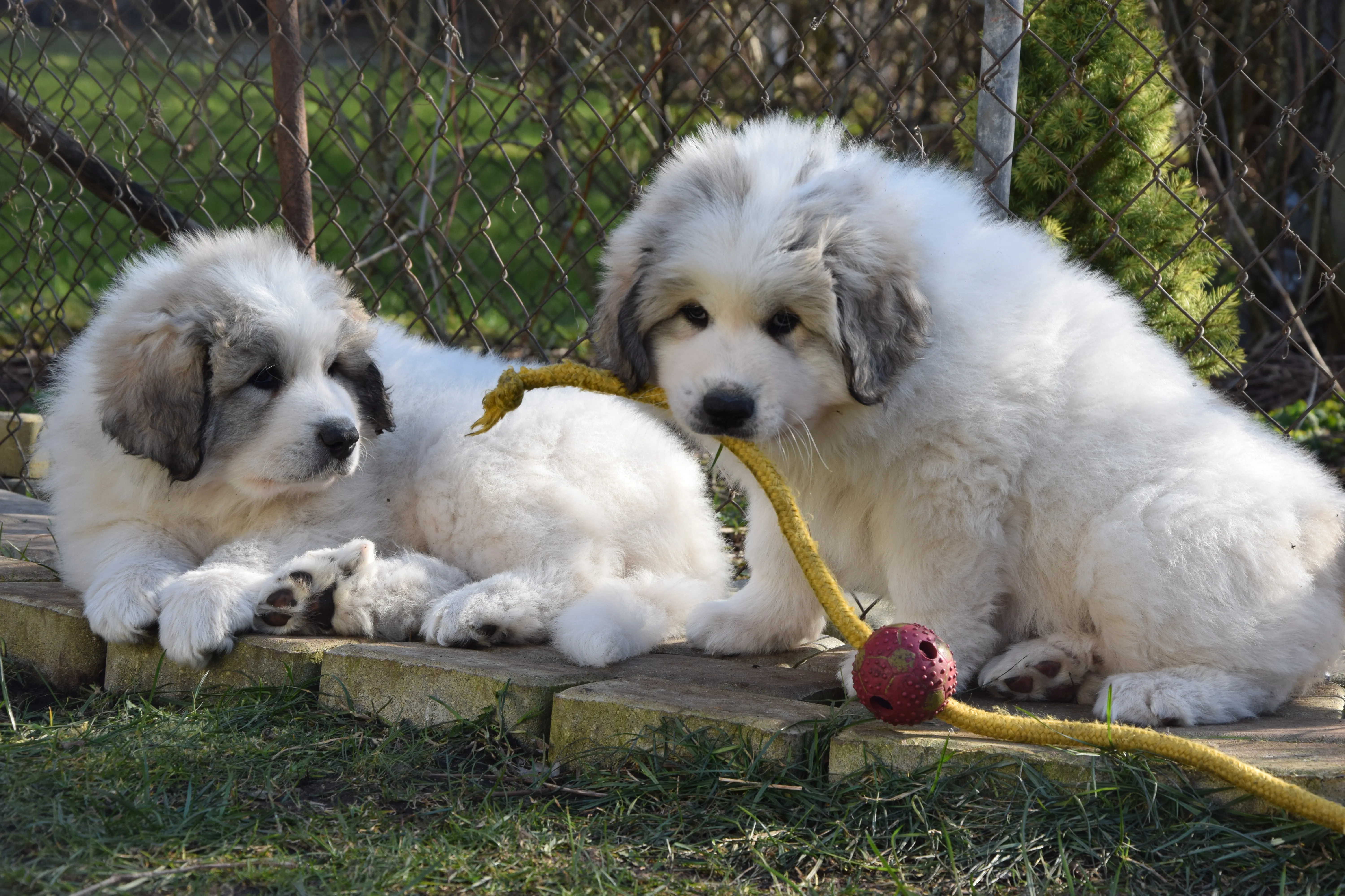 Pyrenean Mountain Dogs, Litter P, puppies