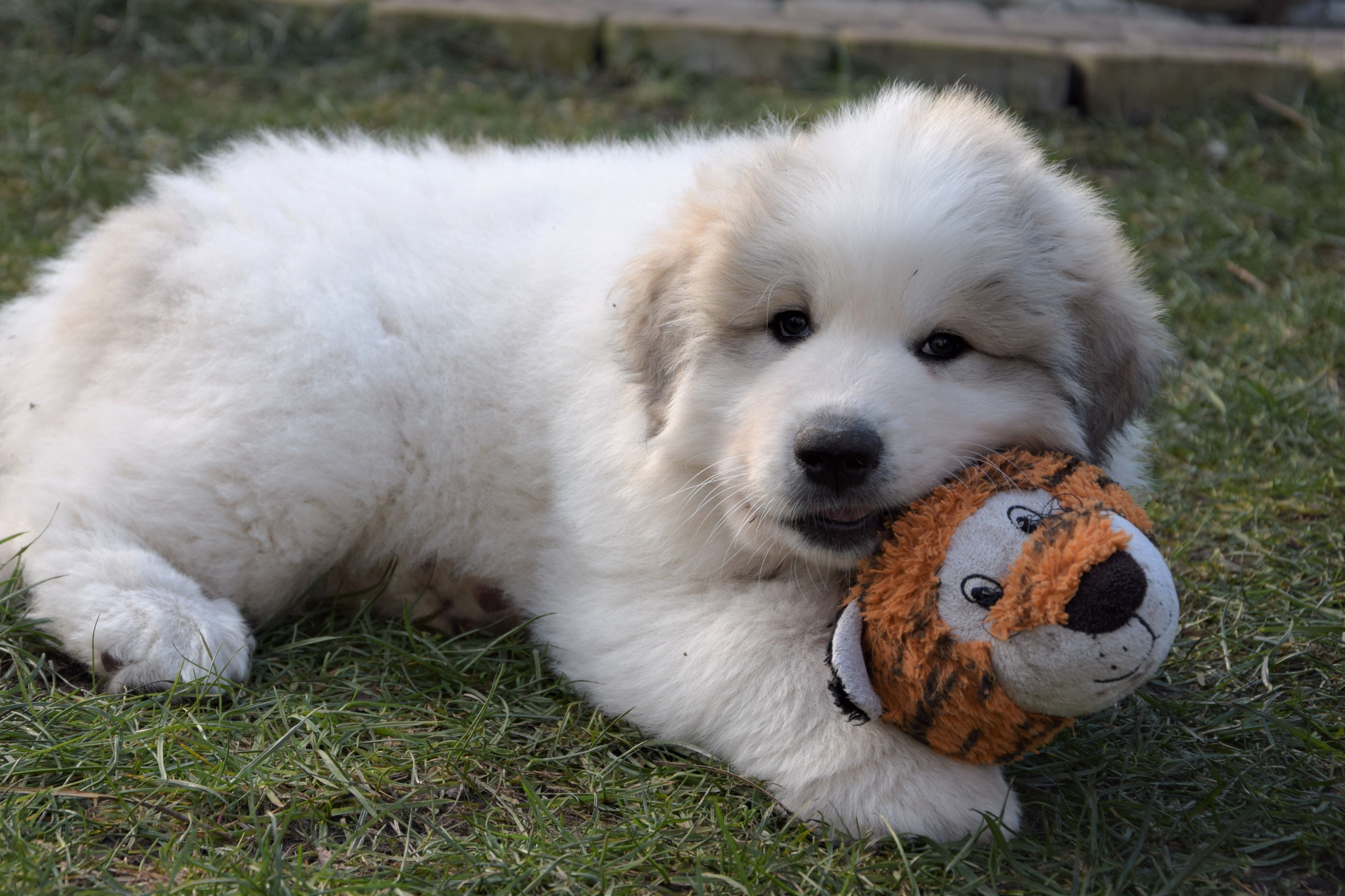 Pyrenean Mountain Dogs, Litter P, puppies
