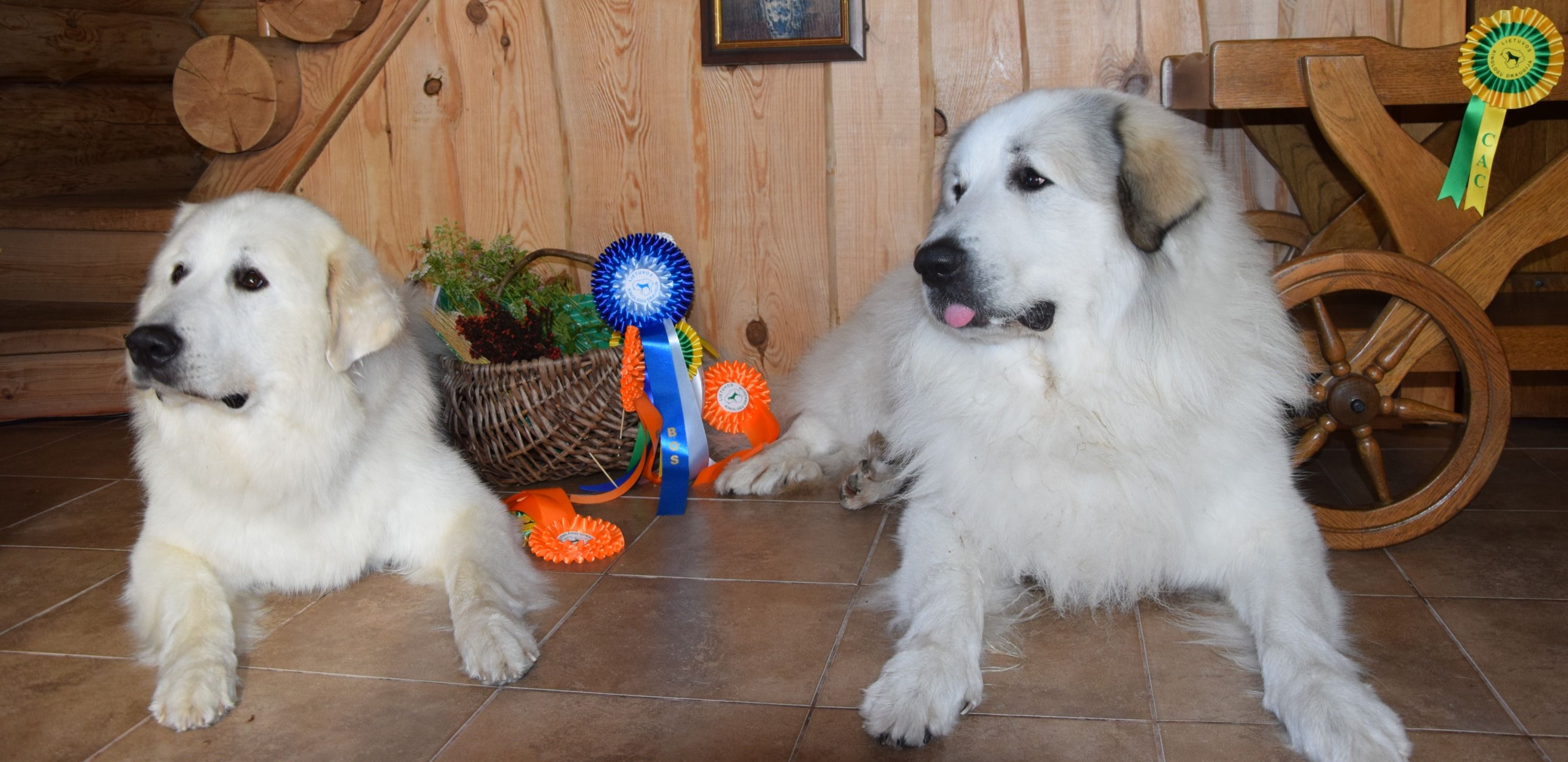 Pyrenean Mountain Dogs, Litter O, puppies