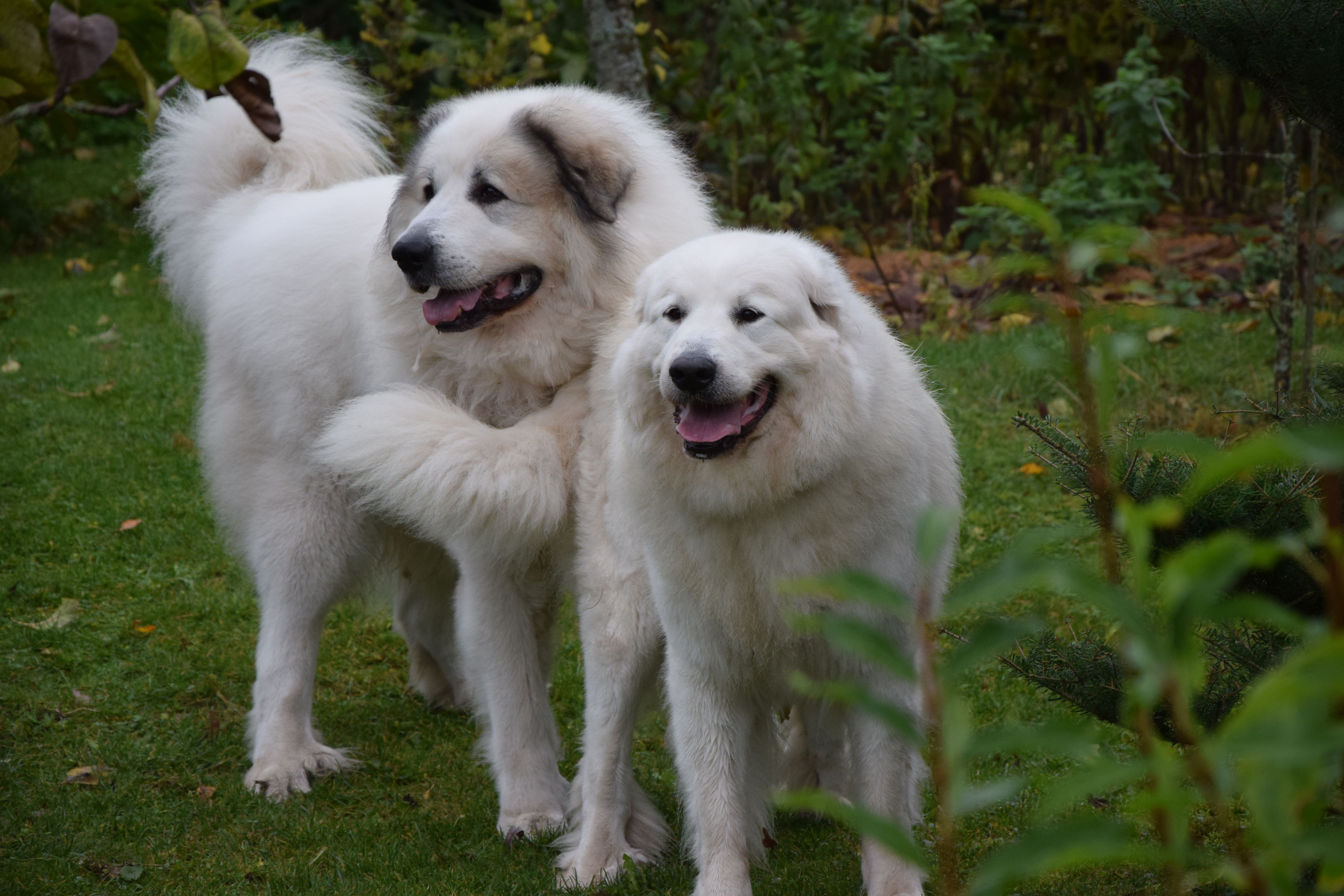 Pyrenean Mountain Dogs, Litter R, puppies