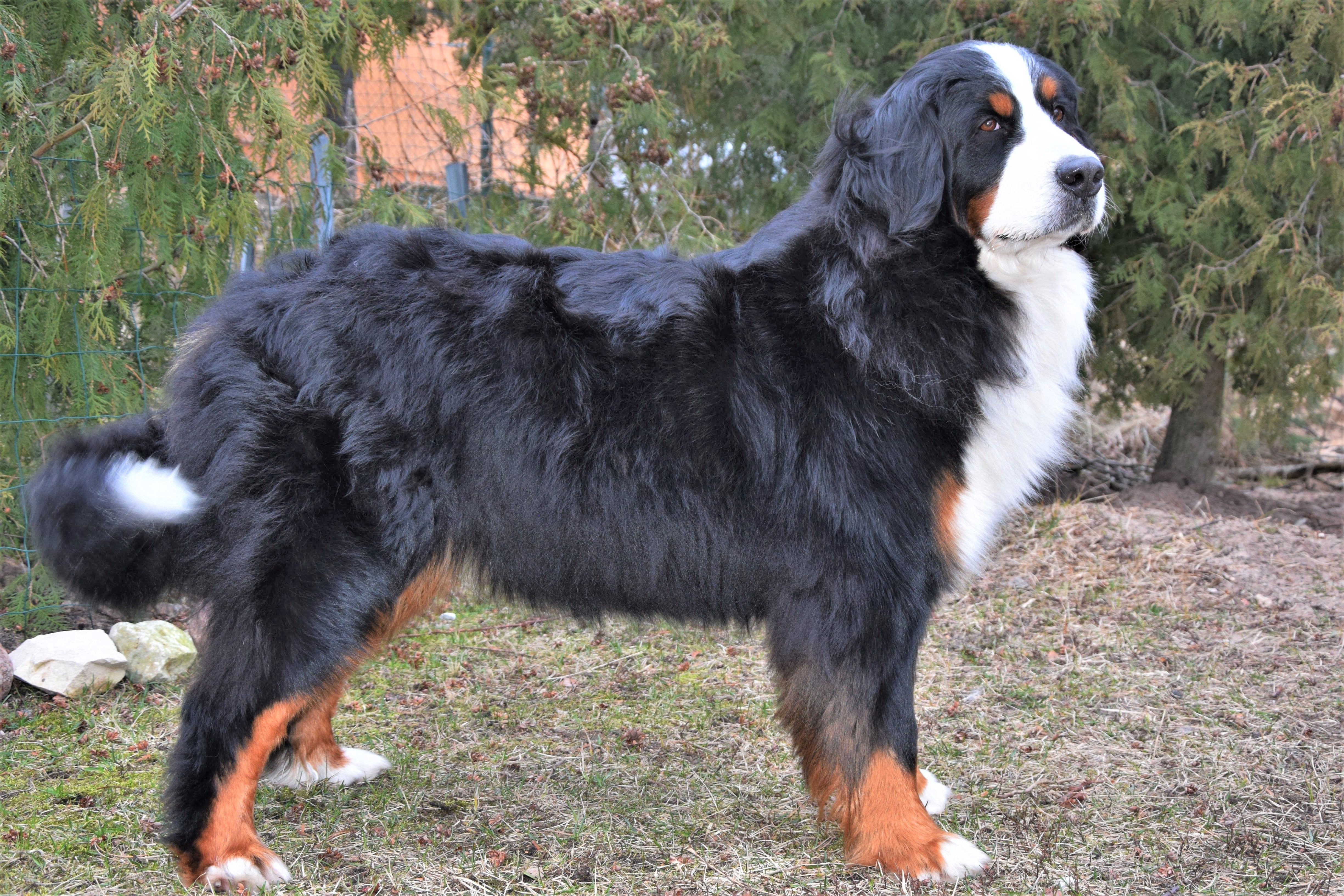 Dam — Gamuvel Patou Duchess — Bernese Mountain Dogs, Litter T