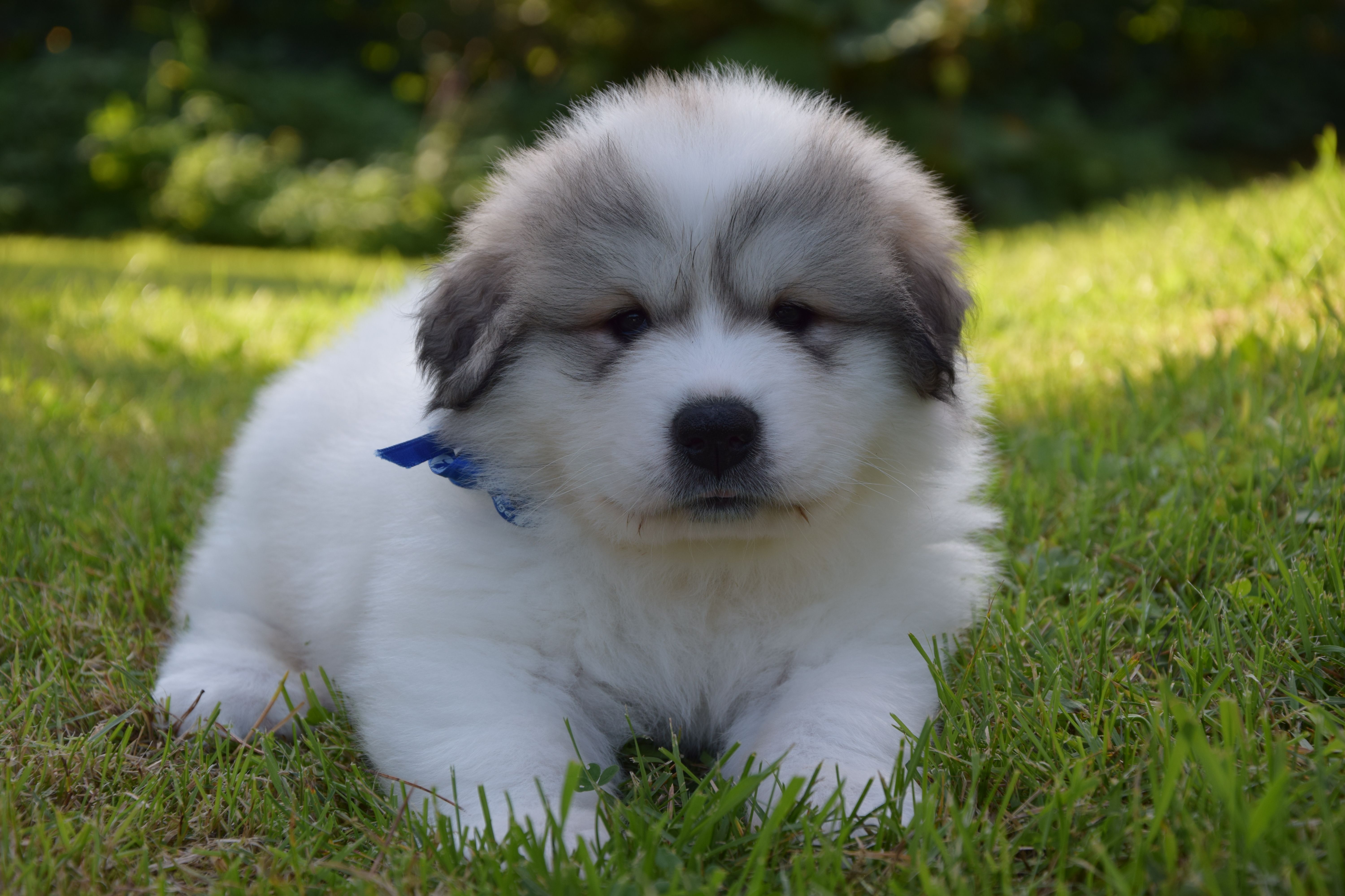 Girl-Blue — Pyrenean Mountain Dogs, Litter V