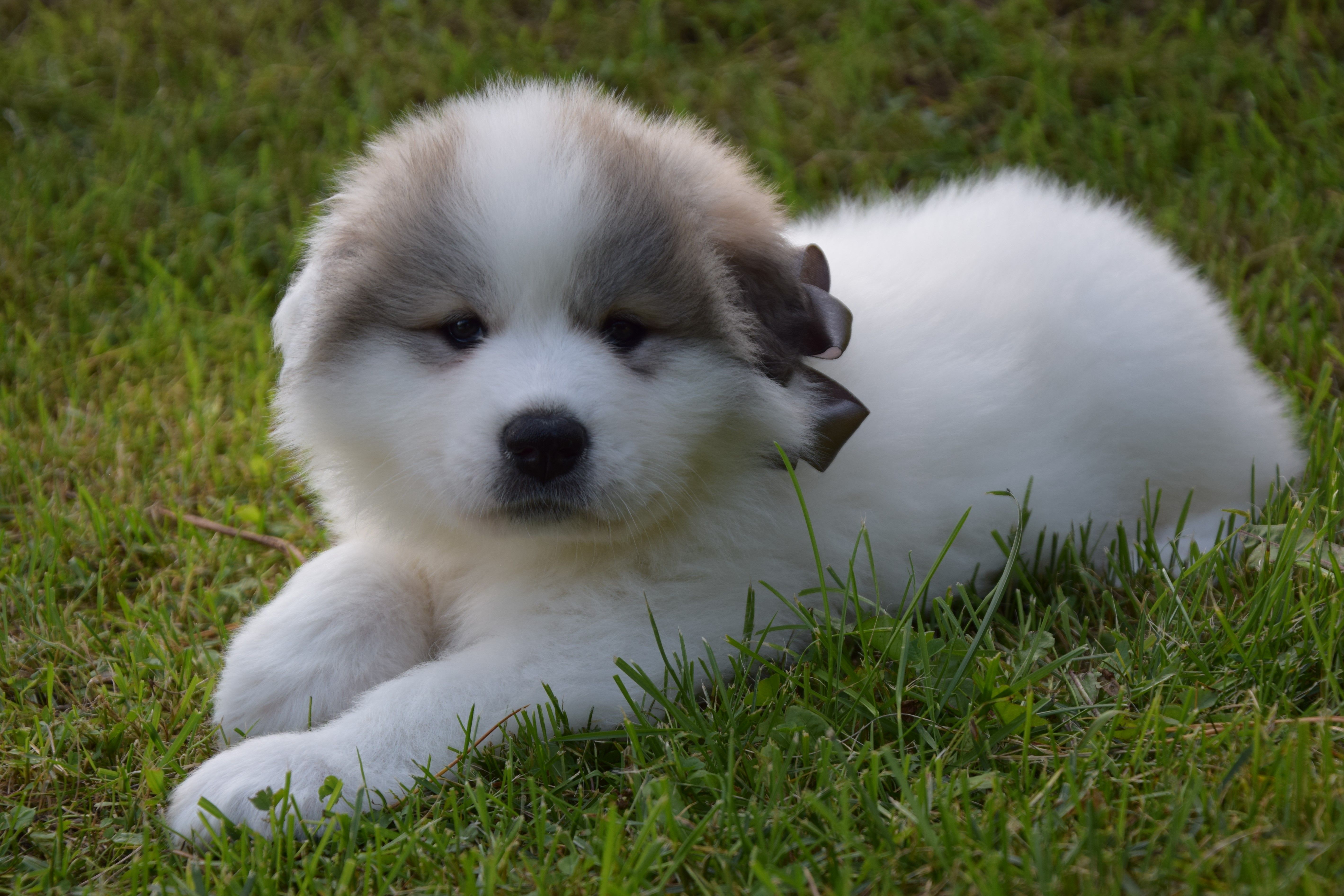 Girl-Grey — Pyrenean Mountain Dogs, Litter V