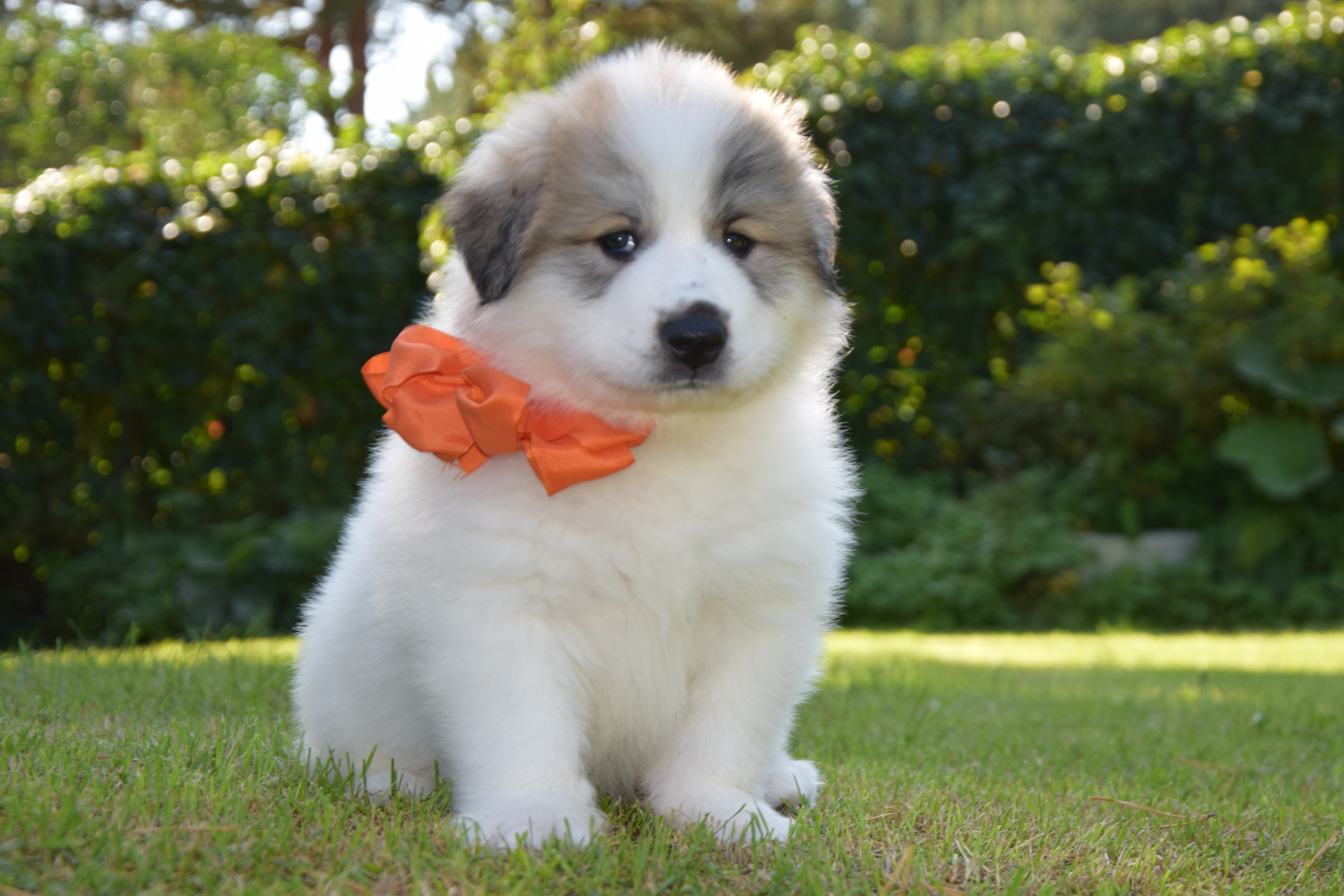Orange collar — Pyrenean Mountain Dogs, Litter V