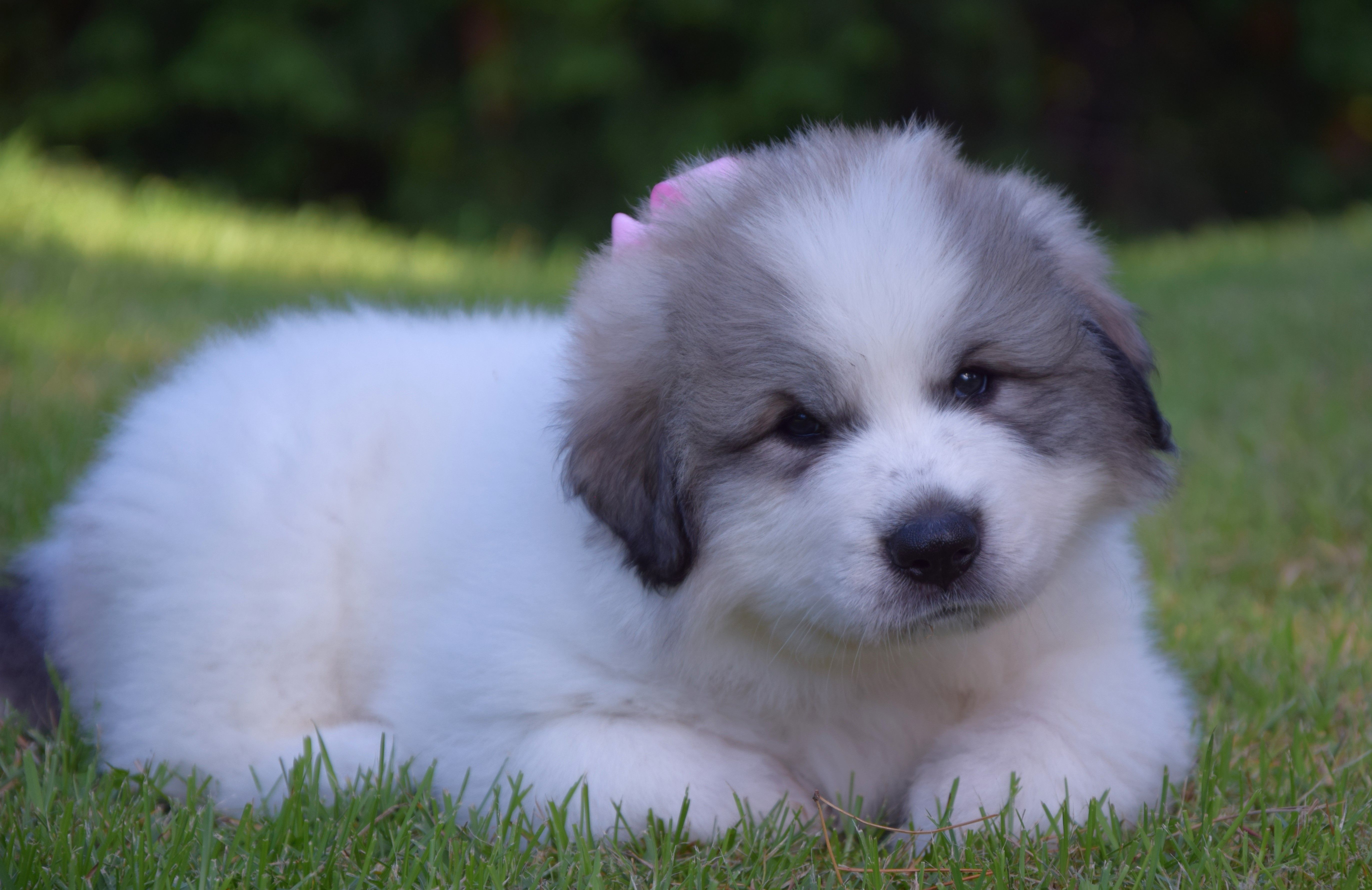 Girl-Pink — Pyrenean Mountain Dogs, Litter V
