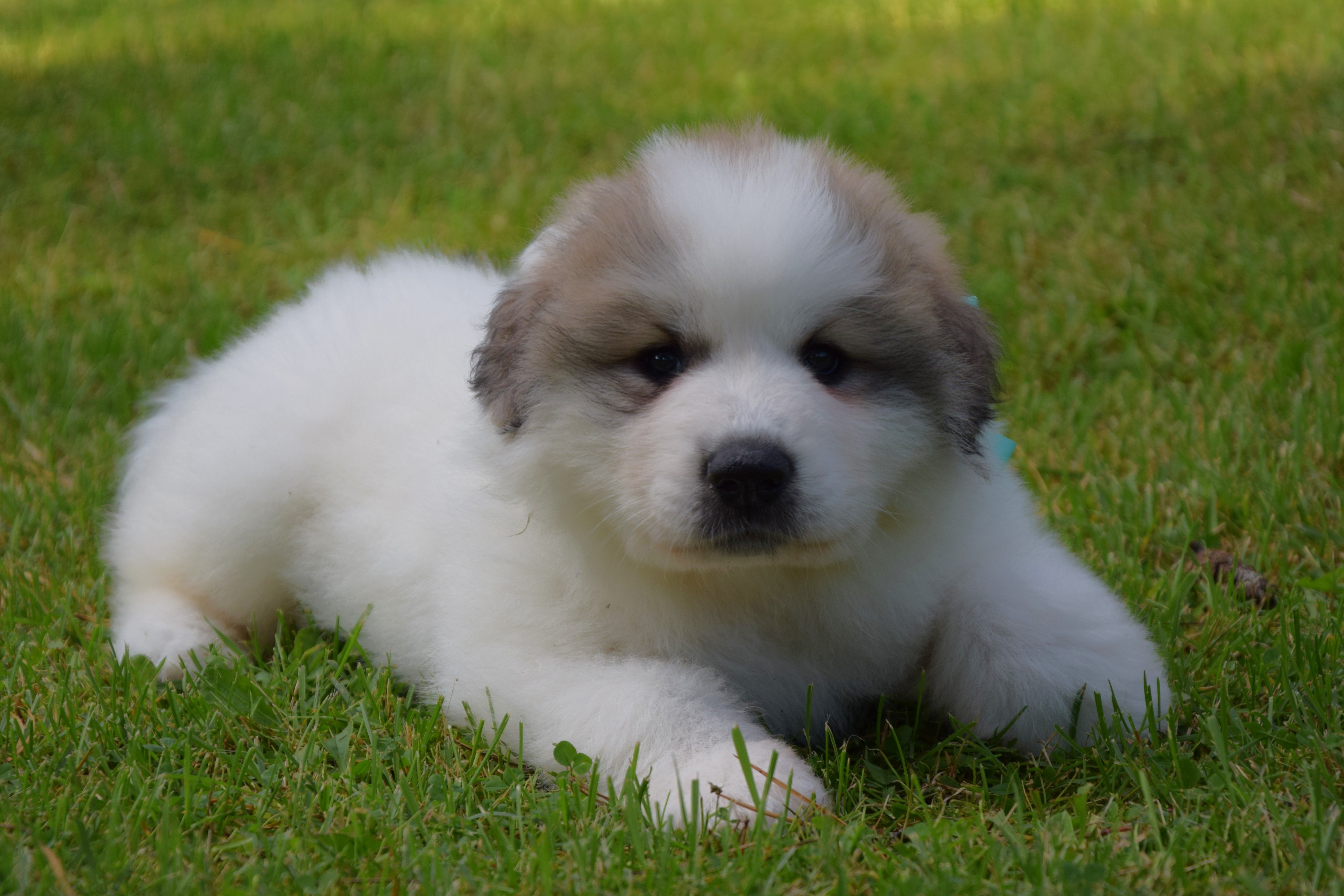Sky-blue collar — Pyrenean Mountain Dogs, Litter V