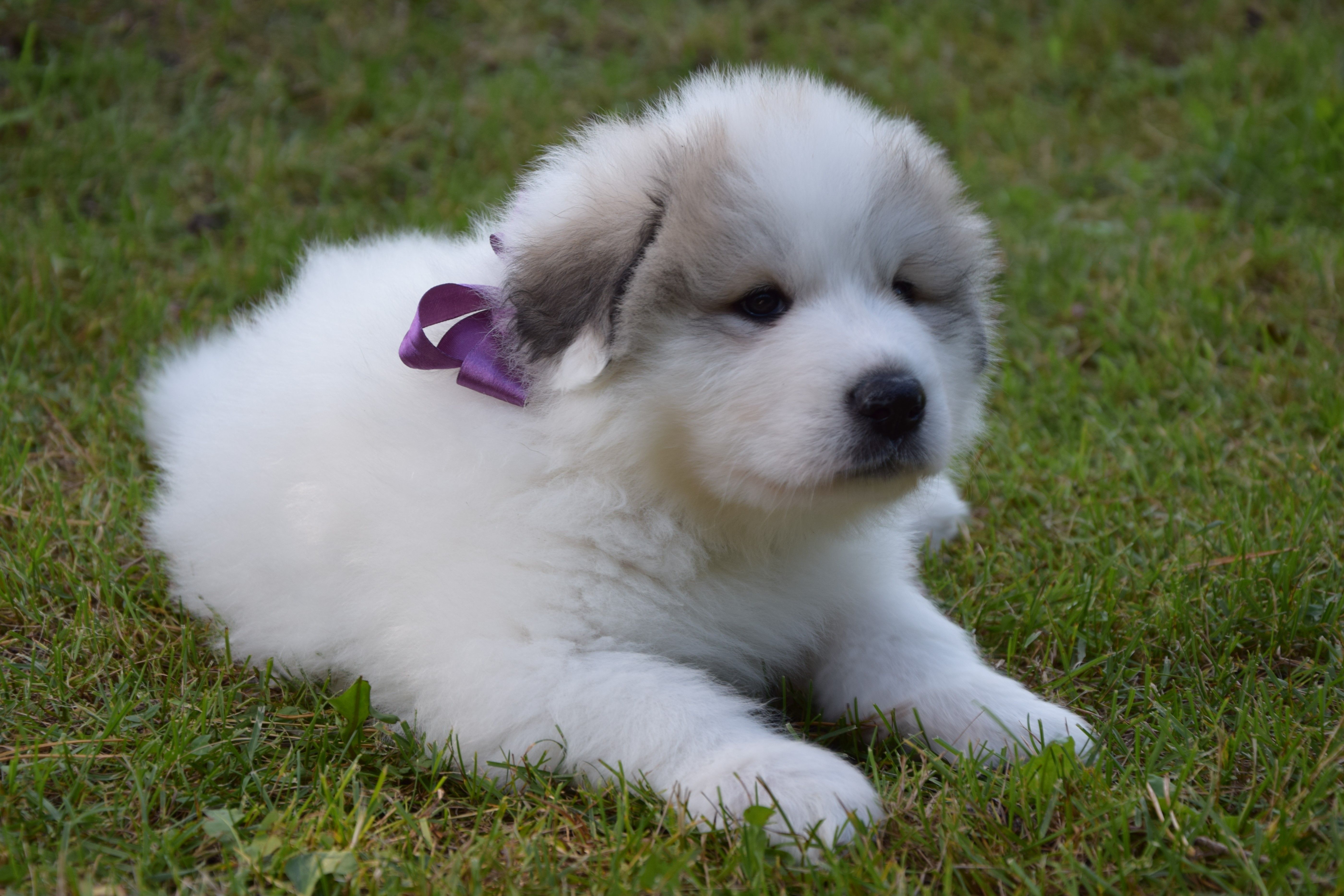 Girl-Violet — Pyrenean Mountain Dogs, Litter V