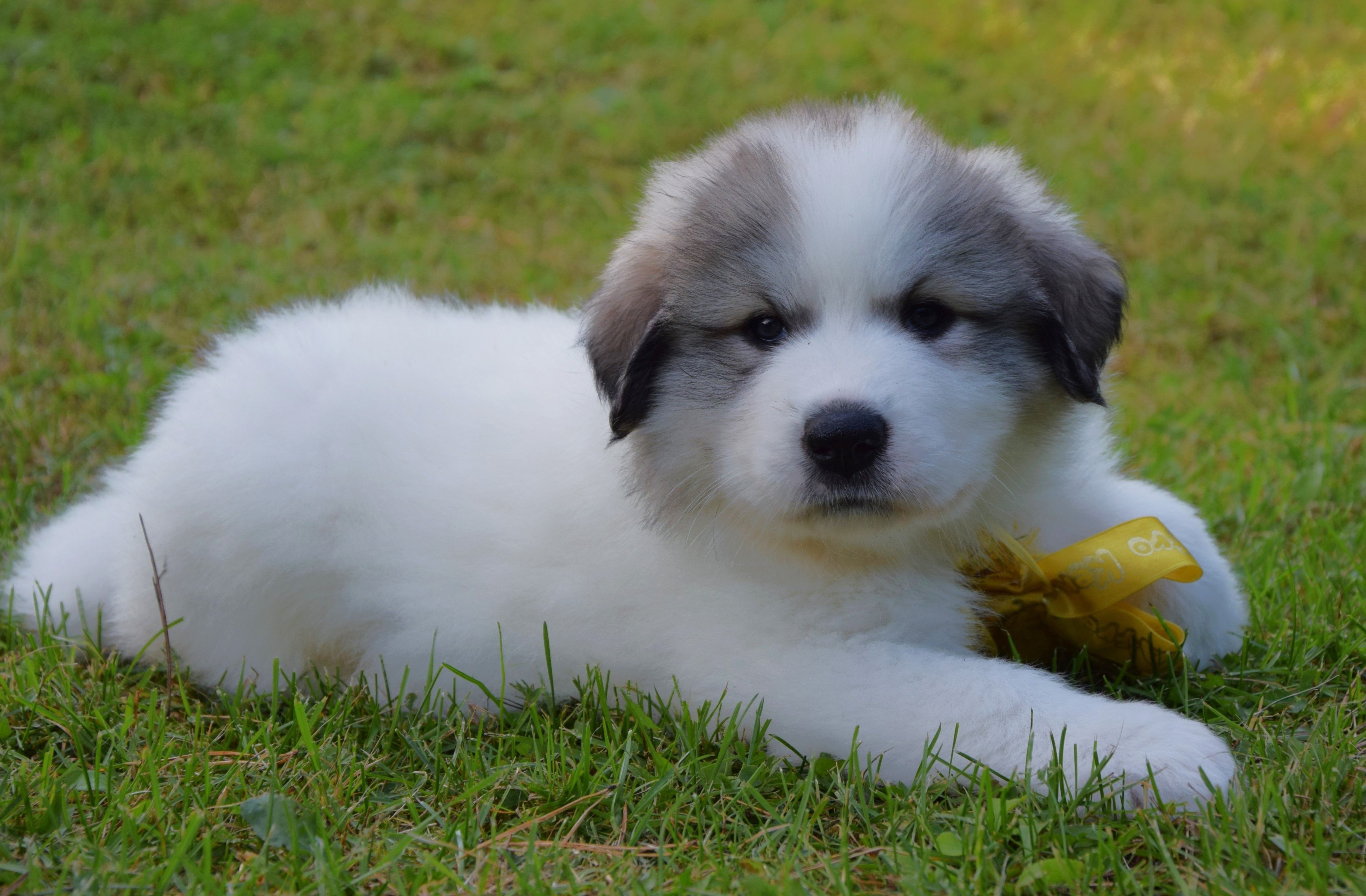 Girl-Yellow — Pyrenean Mountain Dogs, Litter V
