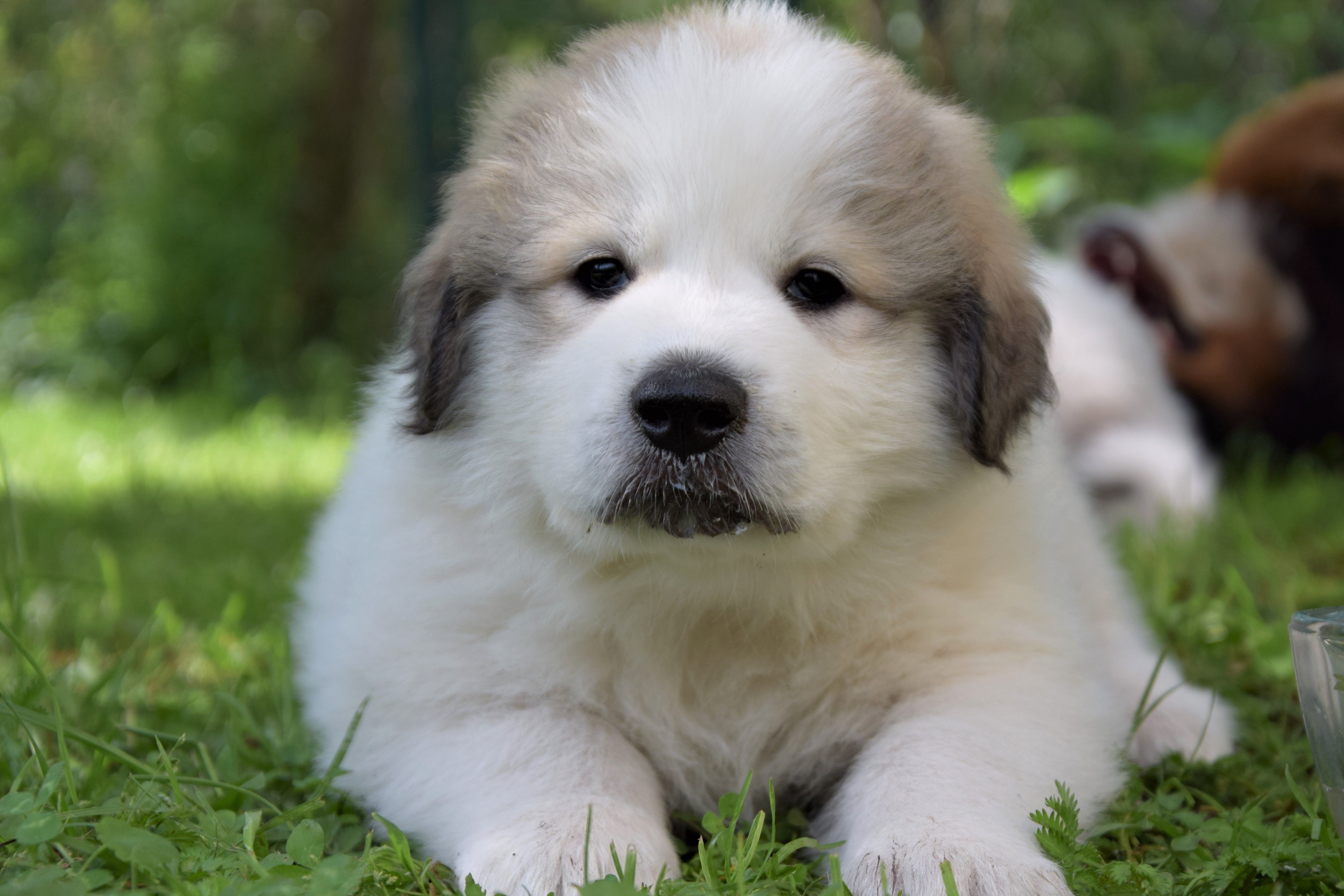 Girl-Ursa Major (Lum) — Pyrenean Mountain Dogs, Litter U, Found New Home