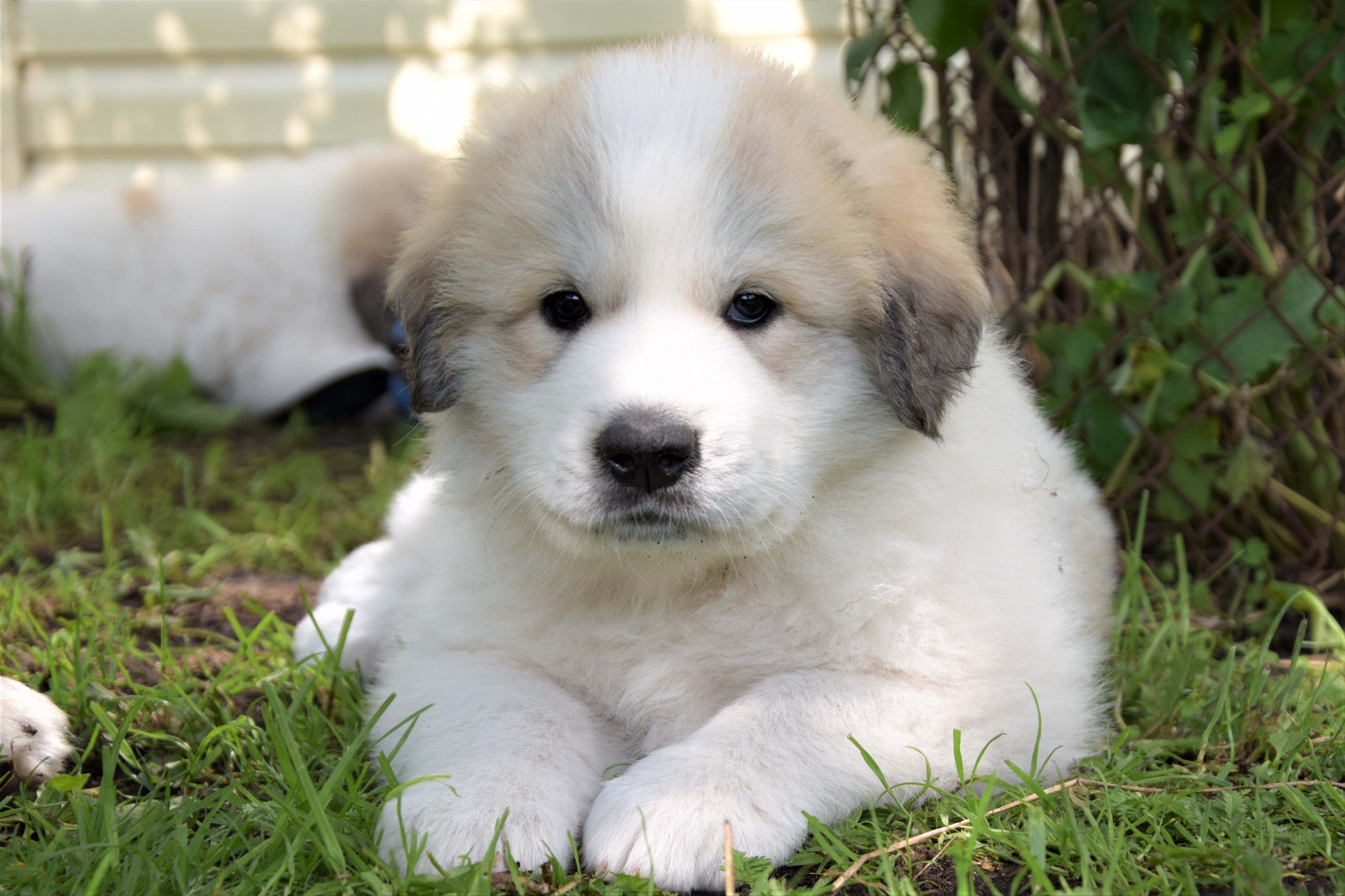 Girl-Umka (Violet) — Pyrenean Mountain Dogs, Litter U, Found New Home