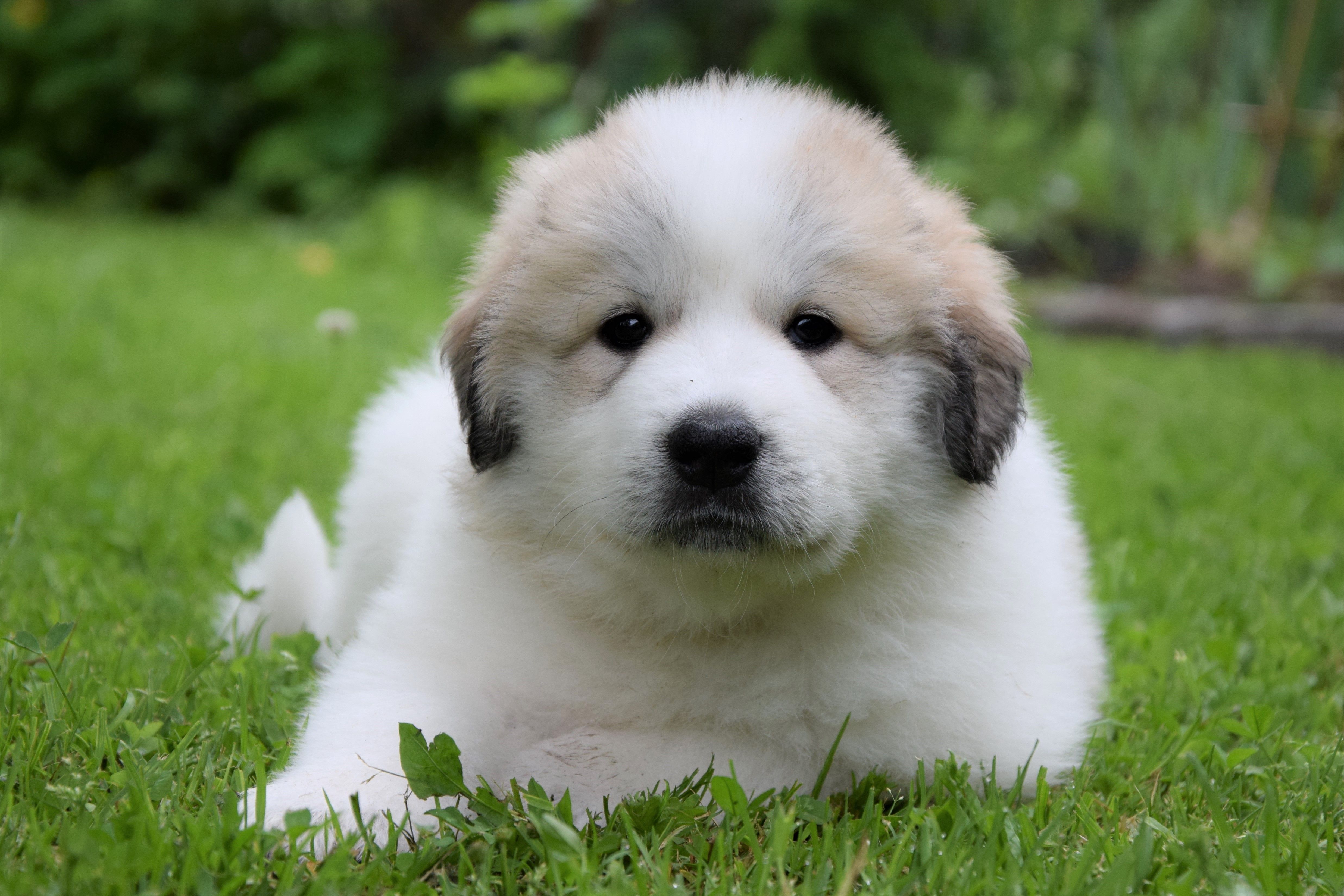 Girl-Unai (Pink) — Pyrenean Mountain Dogs, Litter U, Found New Home