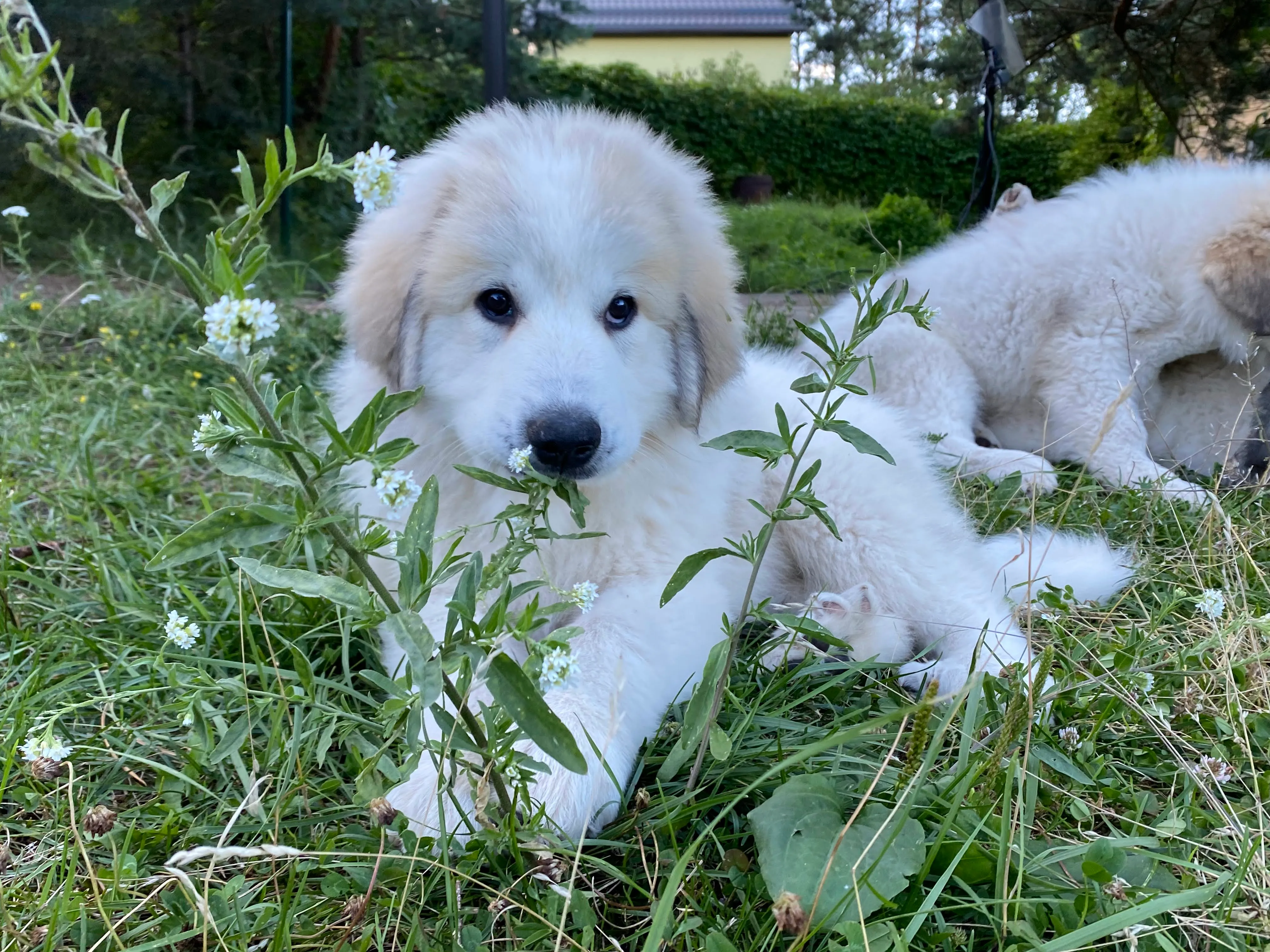 Pyrenean Mountain Dogs, Litter U, puppies