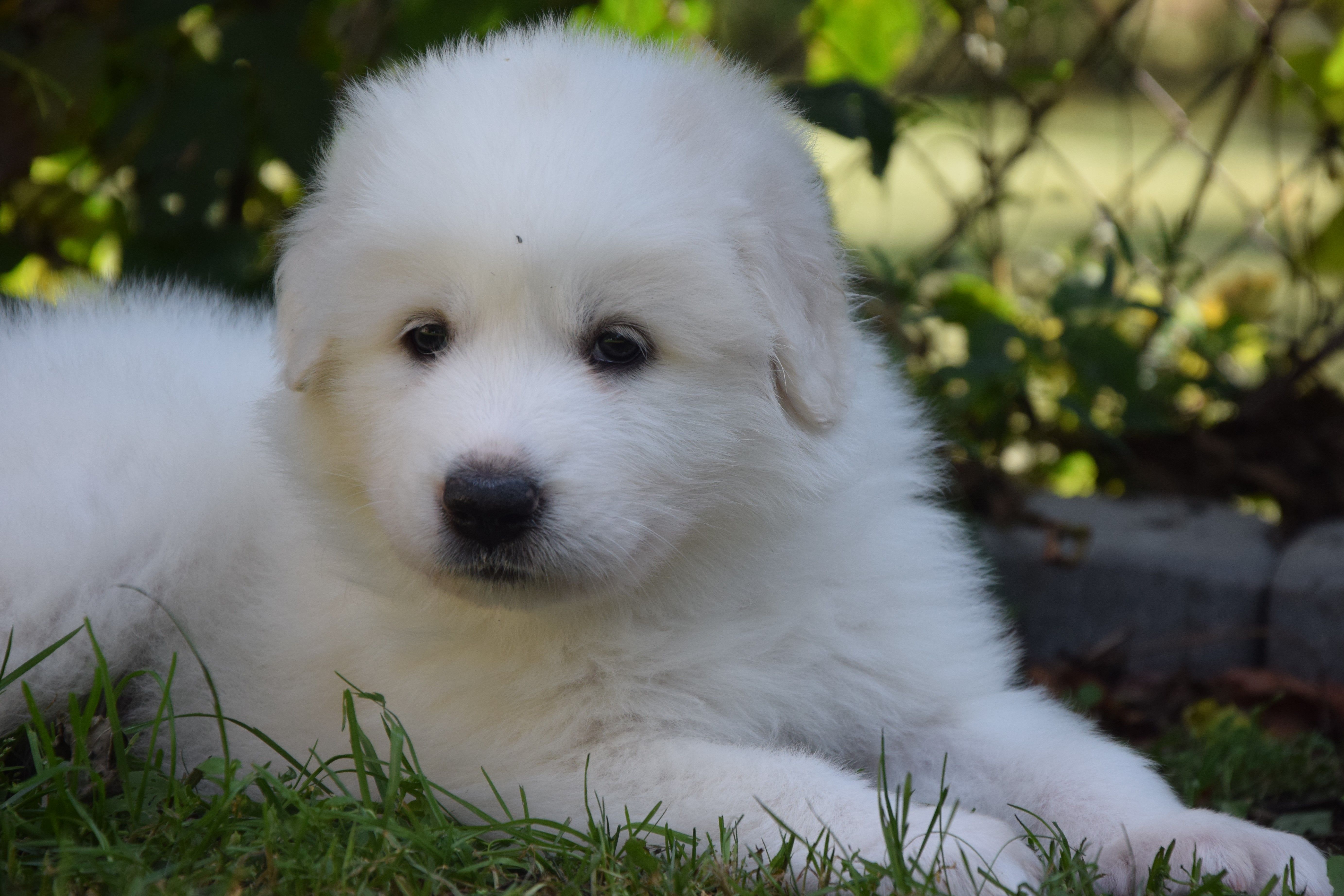Blue collar — Pyrenean Mountain Dogs, Litter O