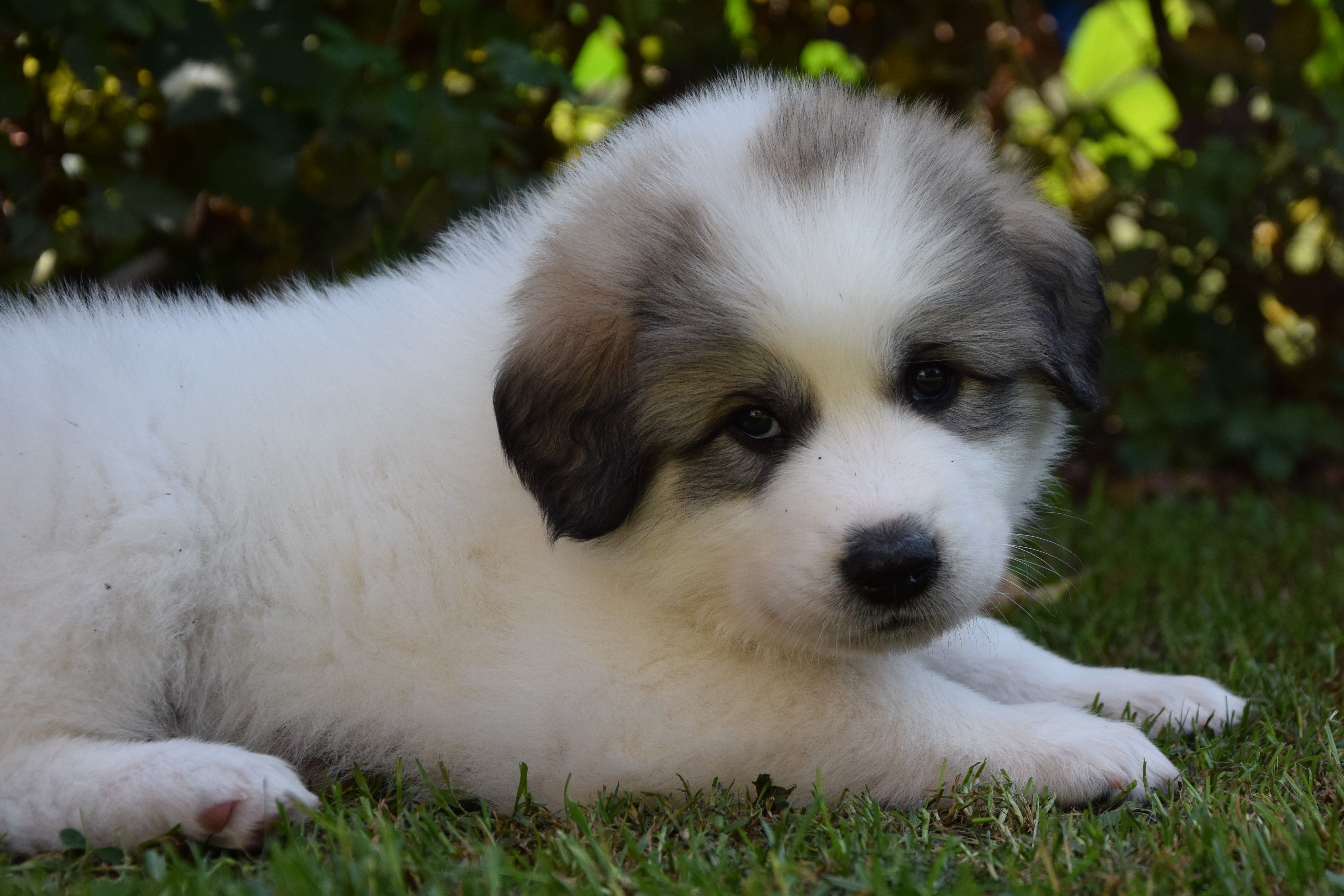 Grey collar — Pyrenean Mountain Dogs, Litter O