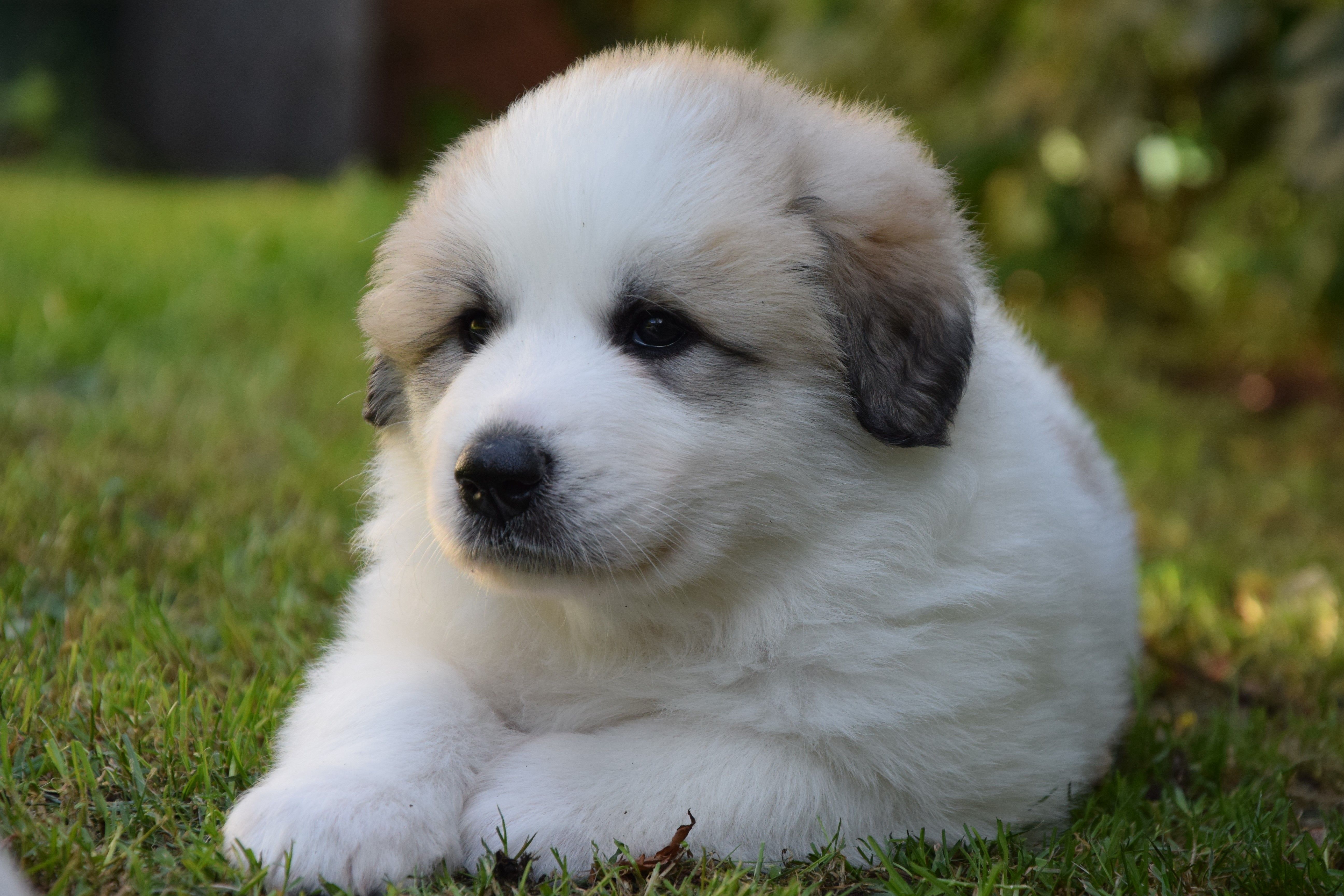 Orange collar — Pyrenean Mountain Dogs, Litter O