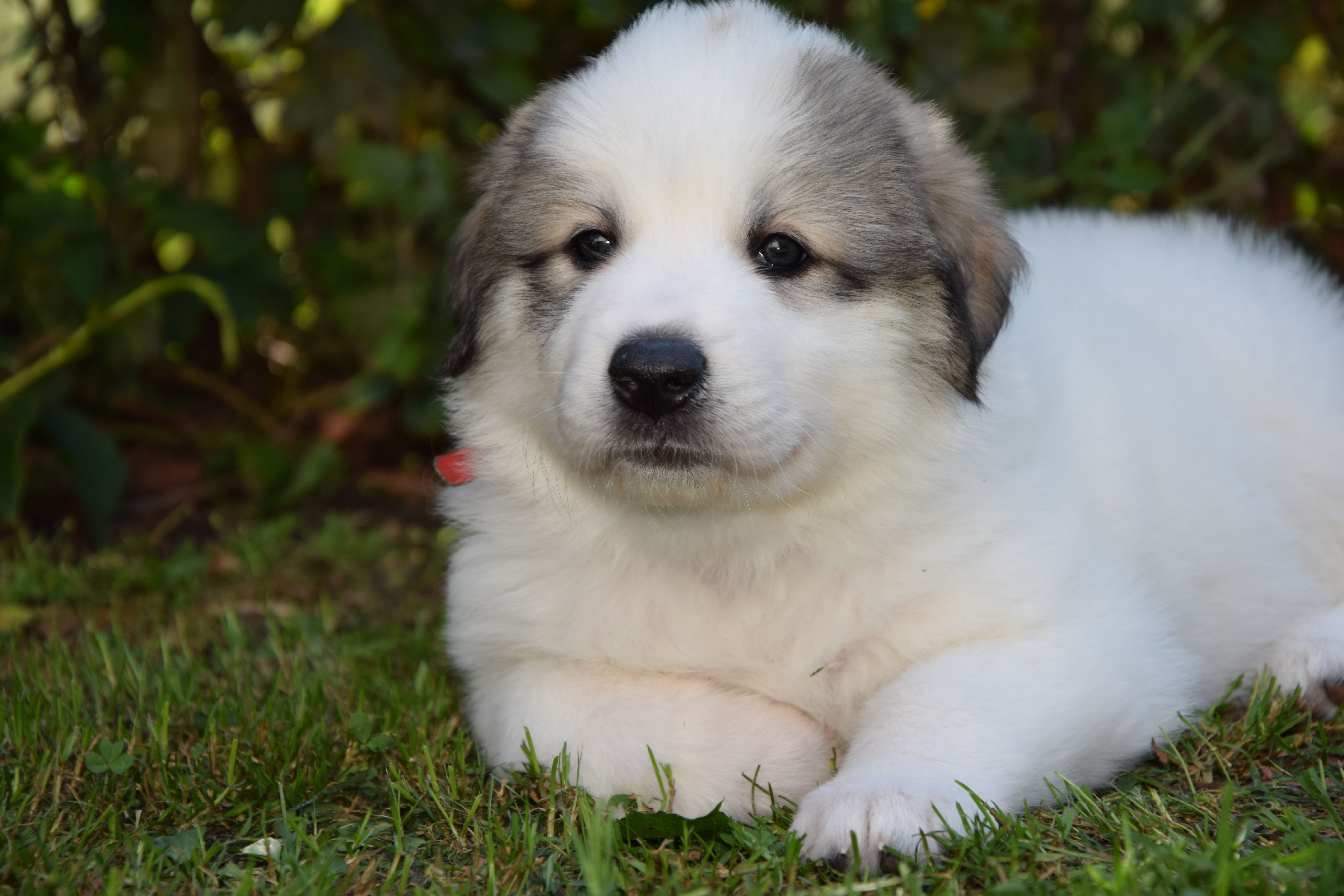 Red collar — Pyrenean Mountain Dogs, Litter O