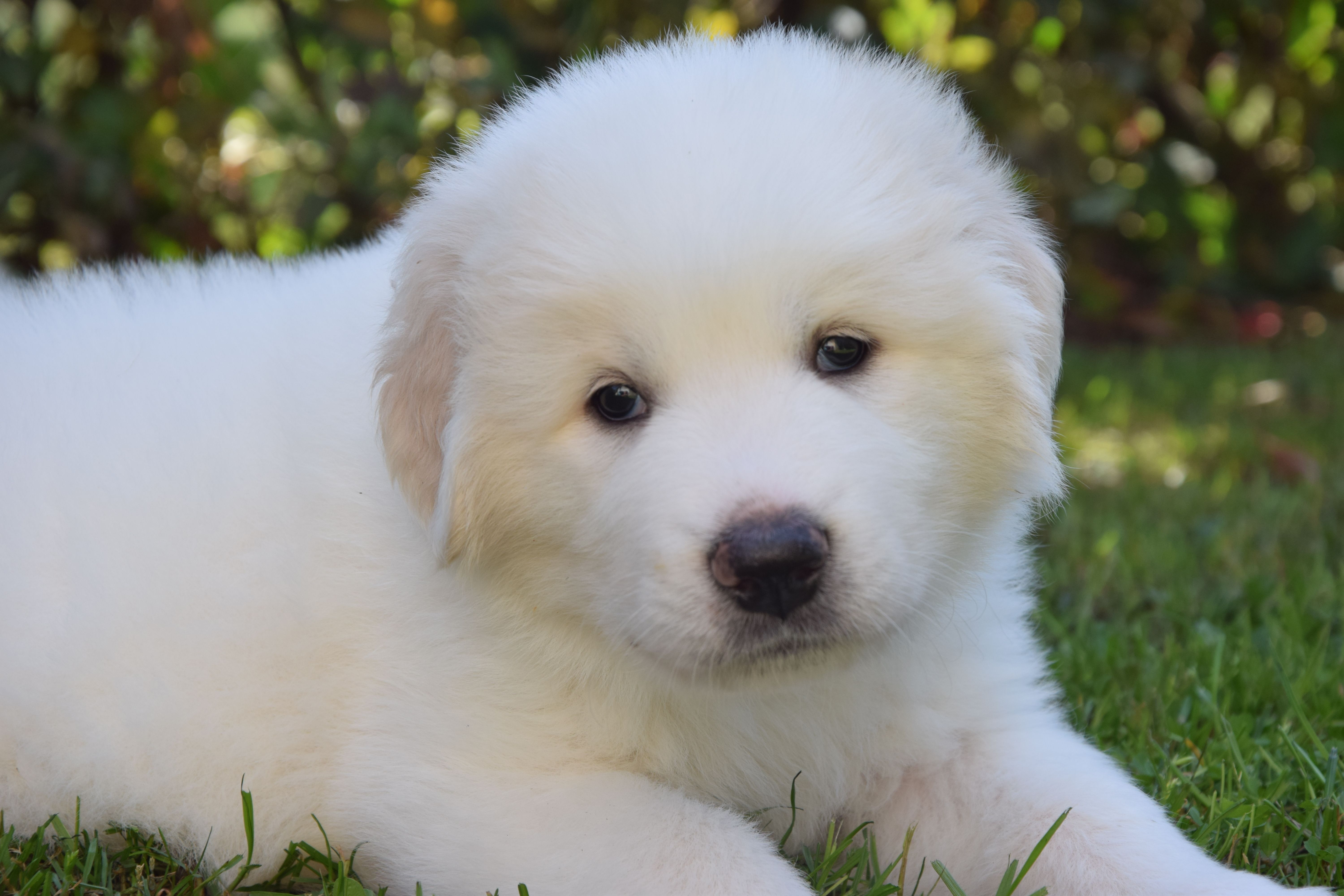 Violet collar — Pyrenean Mountain Dogs, Litter O