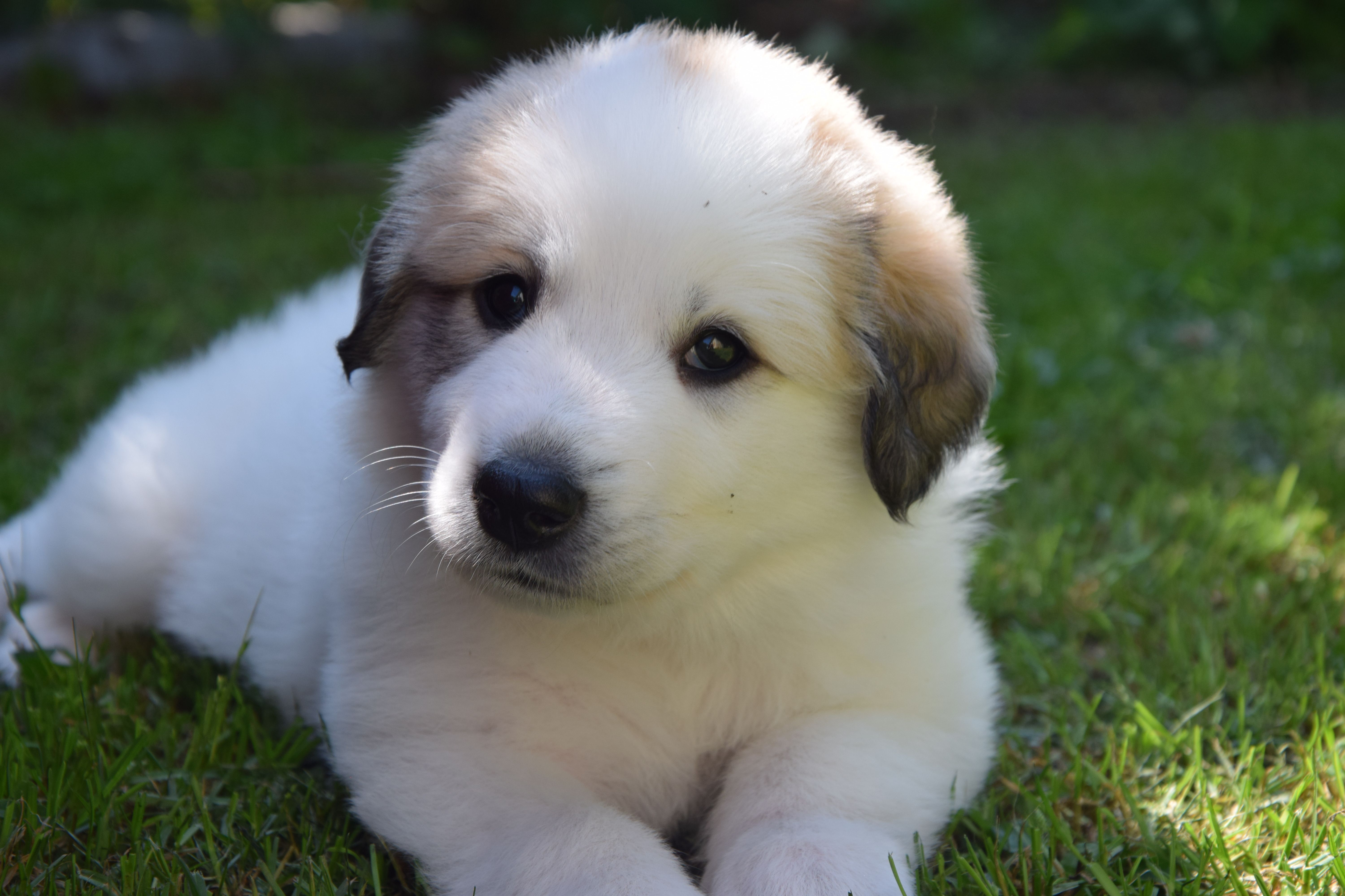 Yellow collar — Pyrenean Mountain Dogs, Litter O