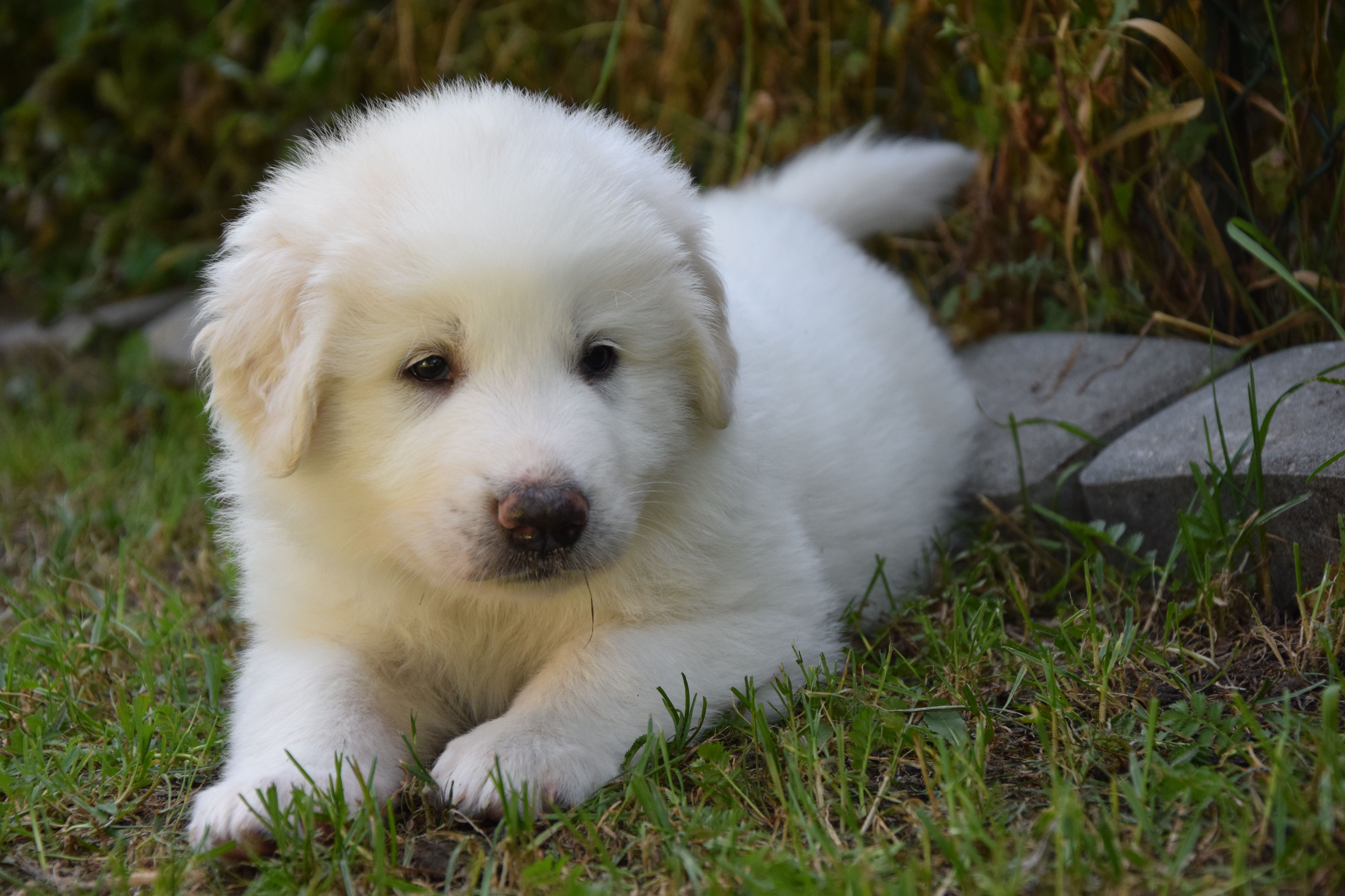 Black collar — Pyrenean Mountain Dogs, Litter O