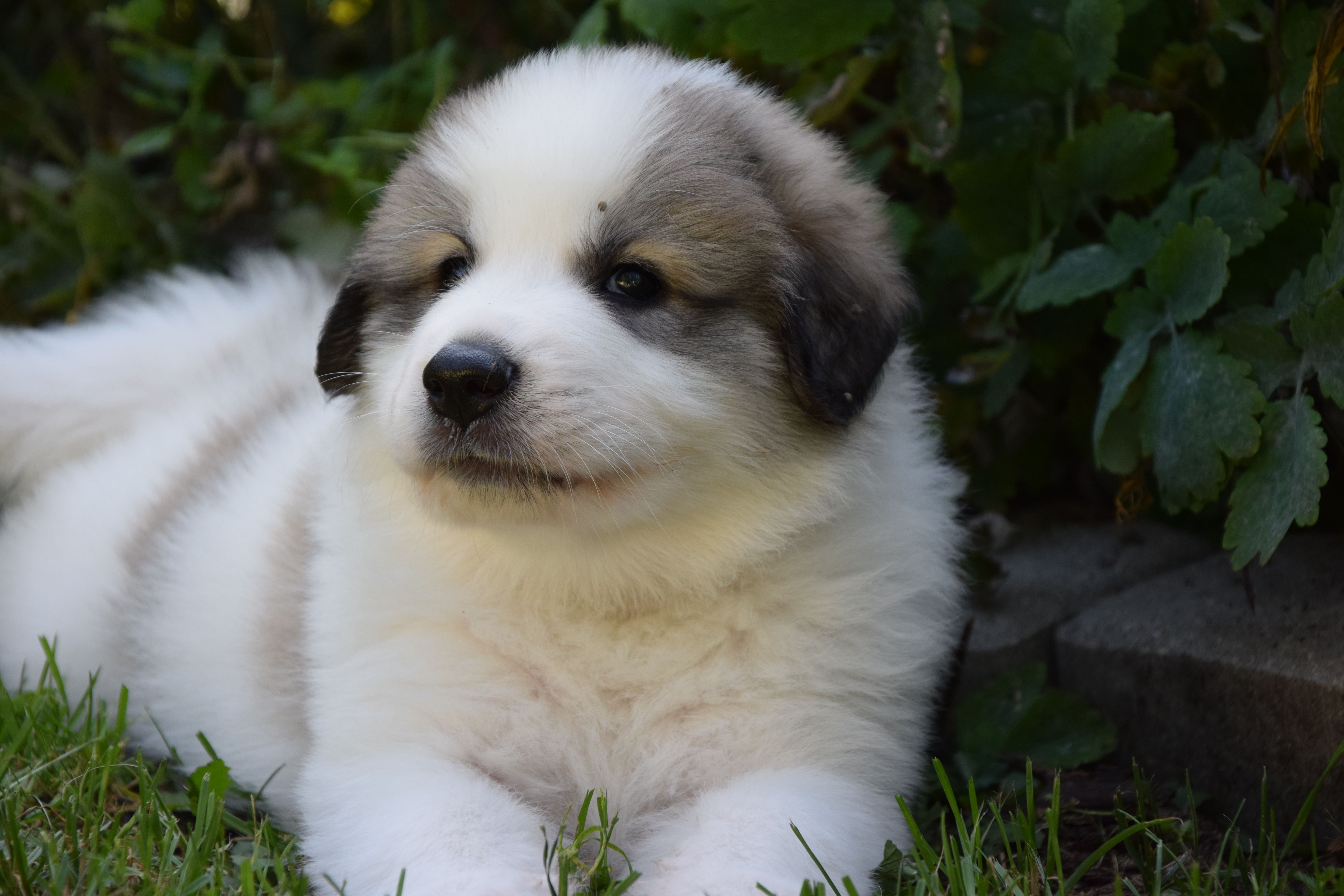Brown collar — Pyrenean Mountain Dogs, Litter O