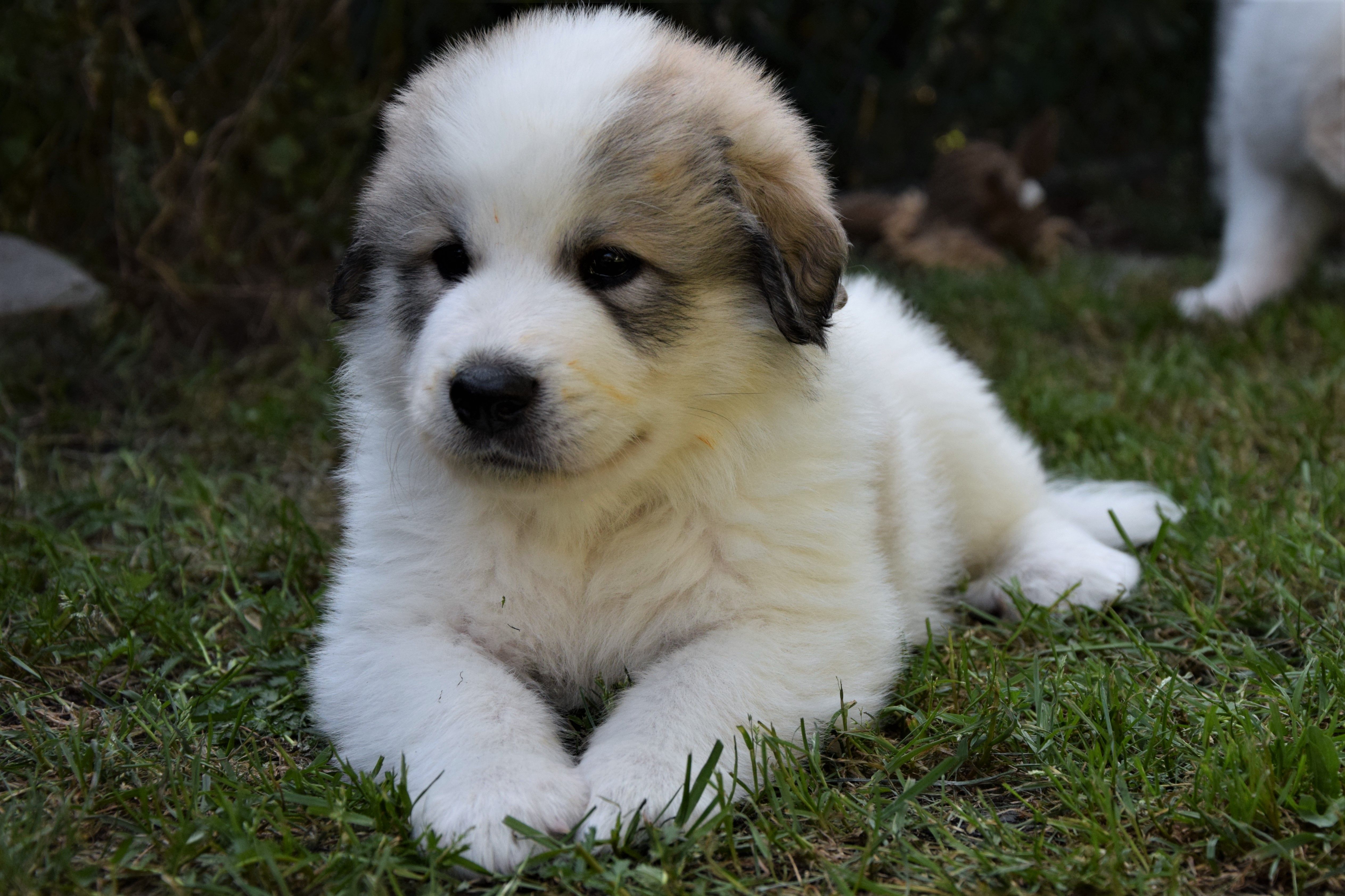 Gray collar — Pyrenean Mountain Dogs, Litter O