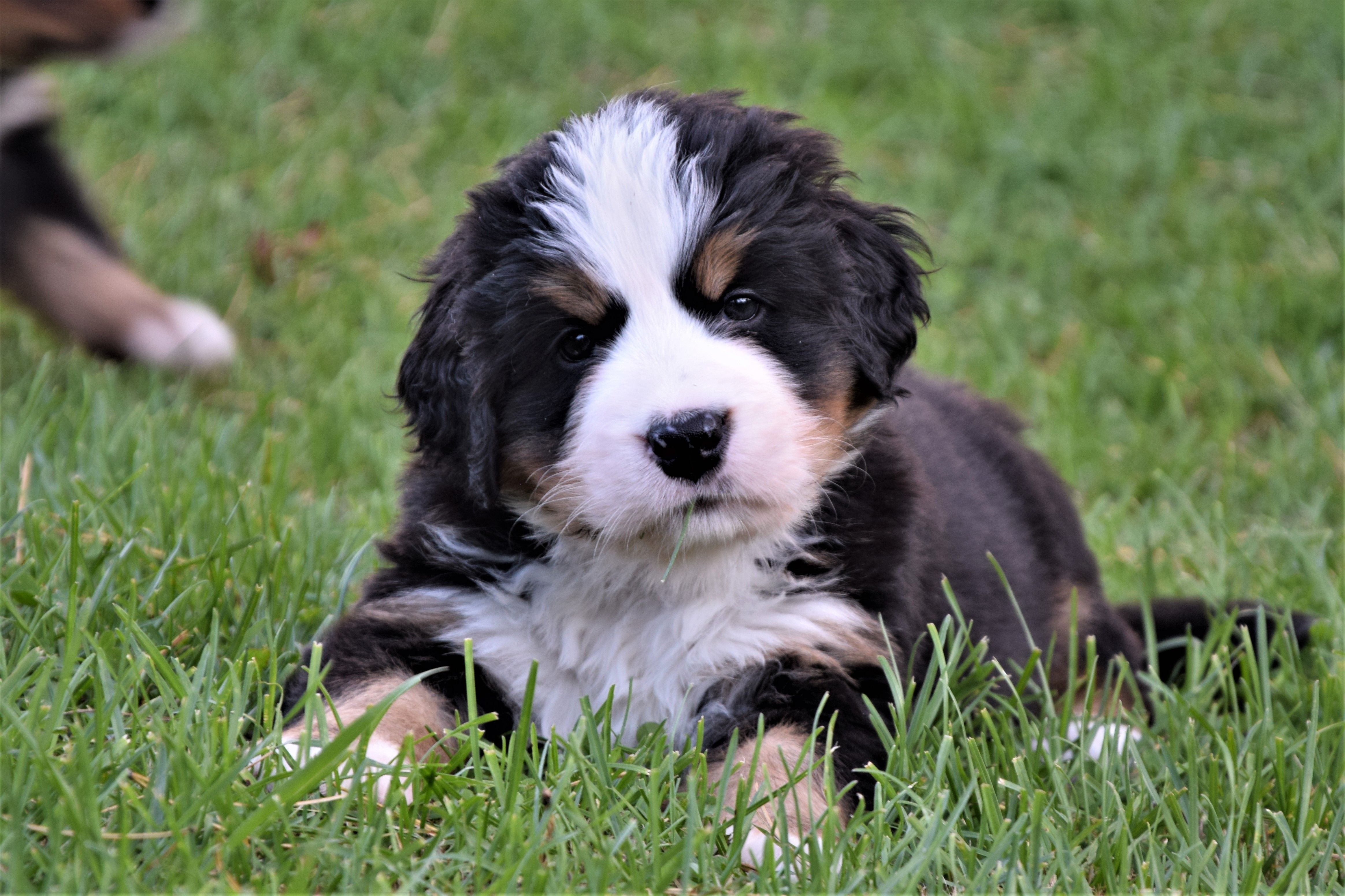 Girl-Pink / Tia — Bernese Mountain Dogs, Litter T, Reserved