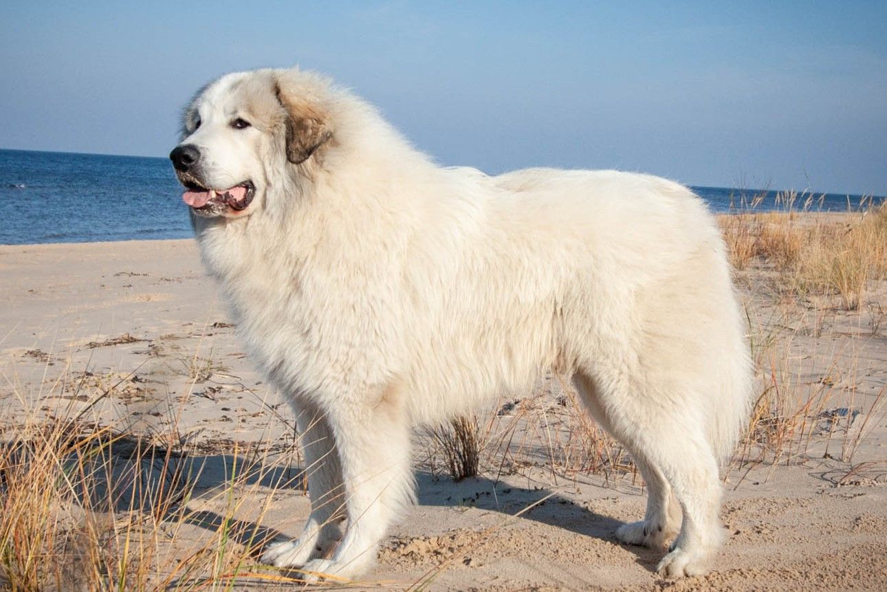 Sire — Gamuvel Patou Porthos — Pyrenean Mountain Dogs, Litter U