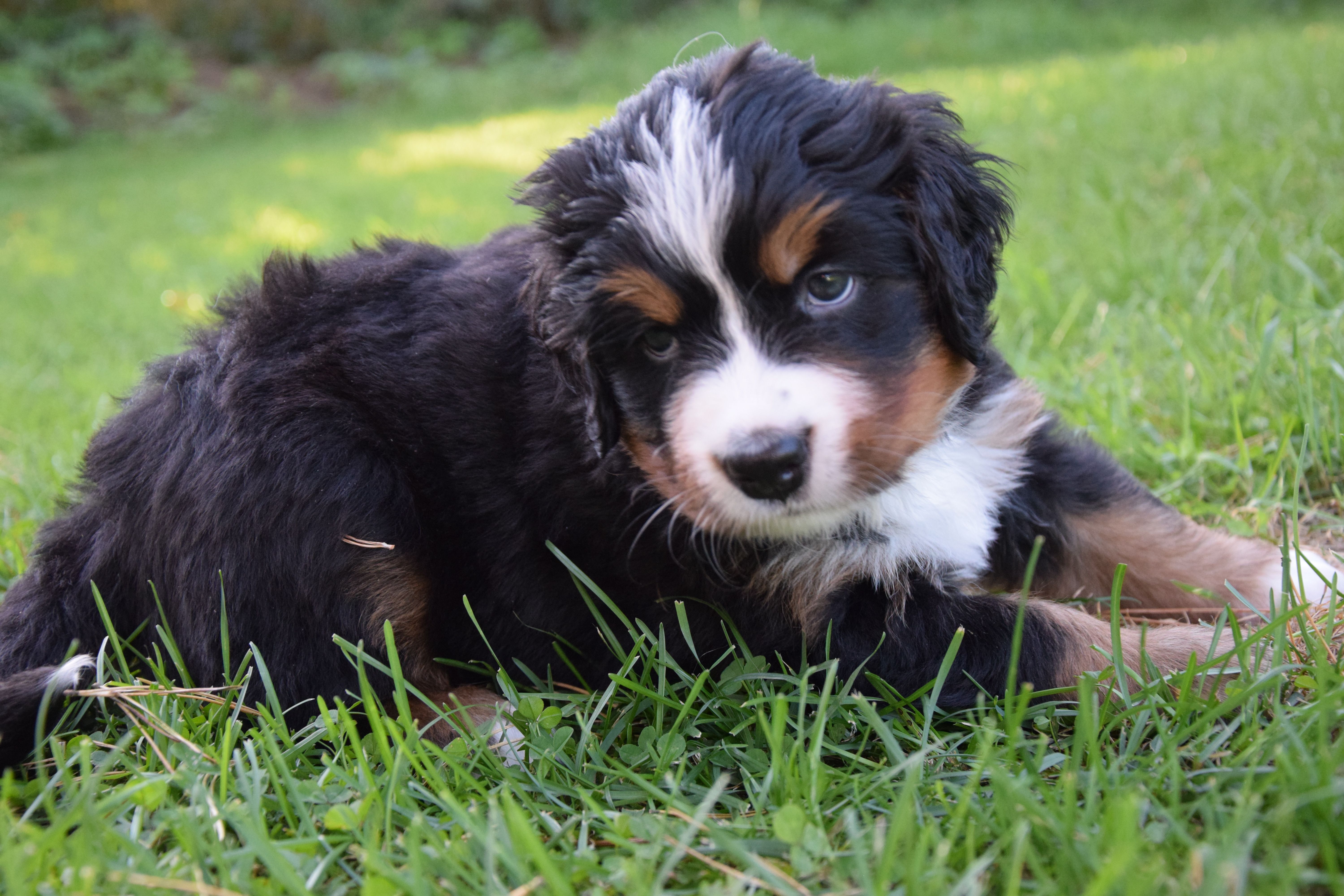 Girl-Red / Tiberia — Bernese Mountain Dogs, Litter T, Reserved